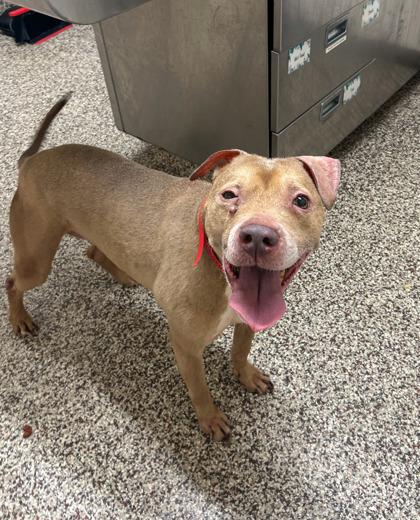 Bella, Adoptable, Adult Female Pit Bull Terrier & Mixed Breed.