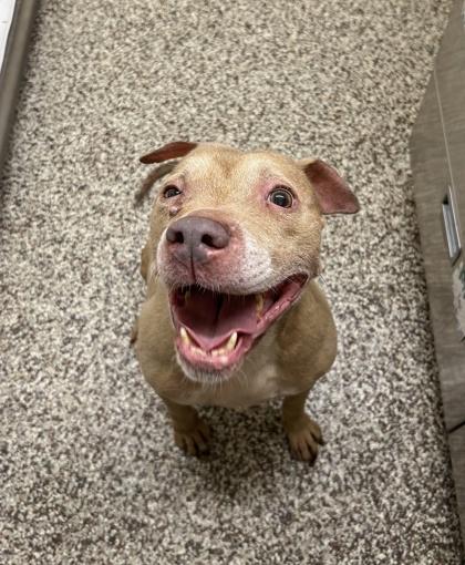 Enlarge Bella, a Adoptable mixed breed in Westland, MI image 2/3