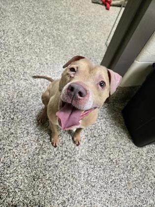 Enlarge Bella, a Adoptable mixed breed in Westland, MI image 3/3