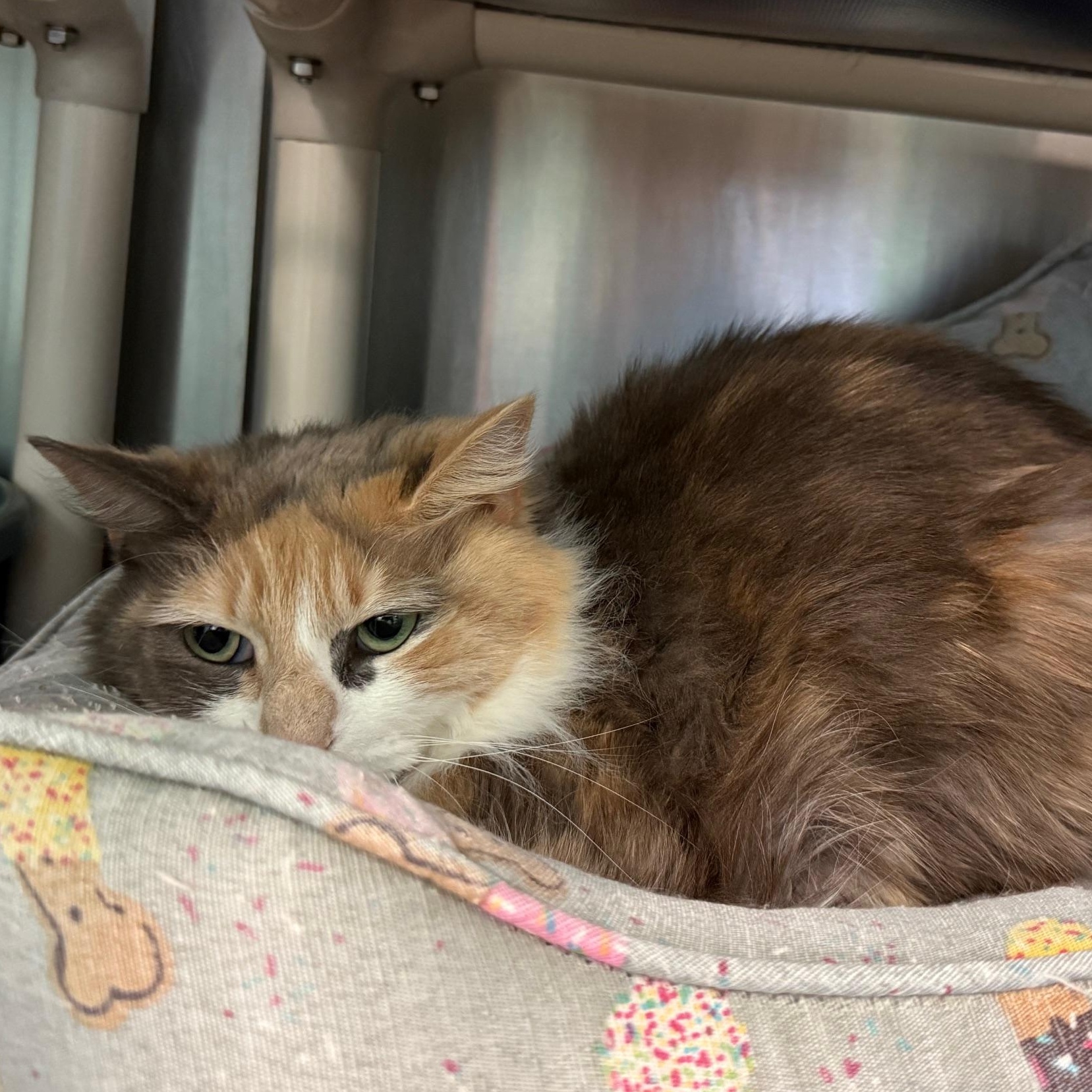 Missy, an adoptable Domestic Long Hair in Marion, NC image 2/2