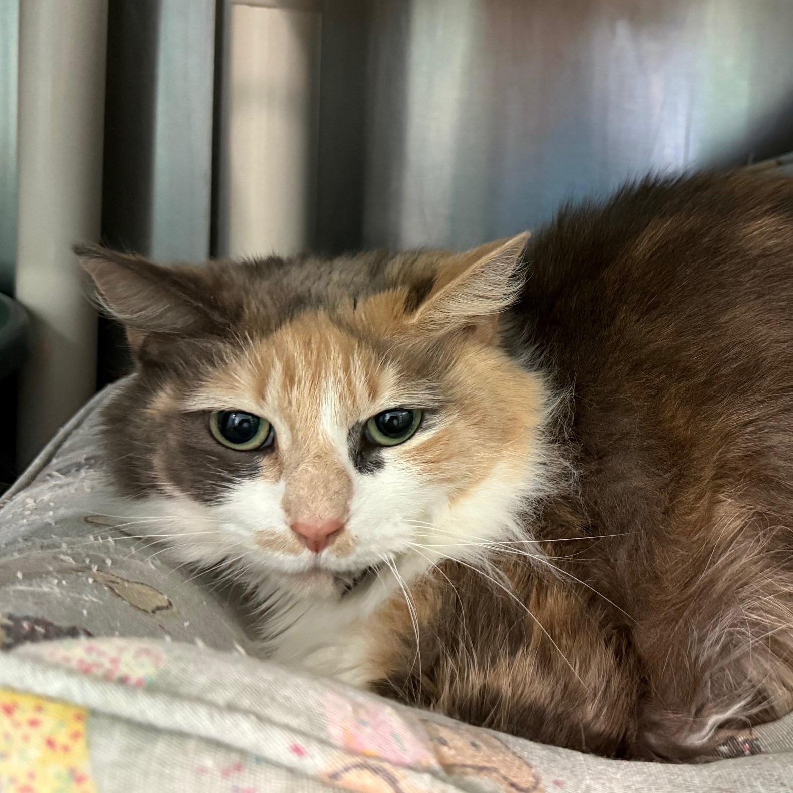 Missy, an adoptable Domestic Long Hair in Marion, NC image 1/2