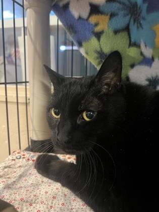 Enlarge Elvis, a ADOPTABLE Domestic Short Hair in Missoula, MT image 1/1