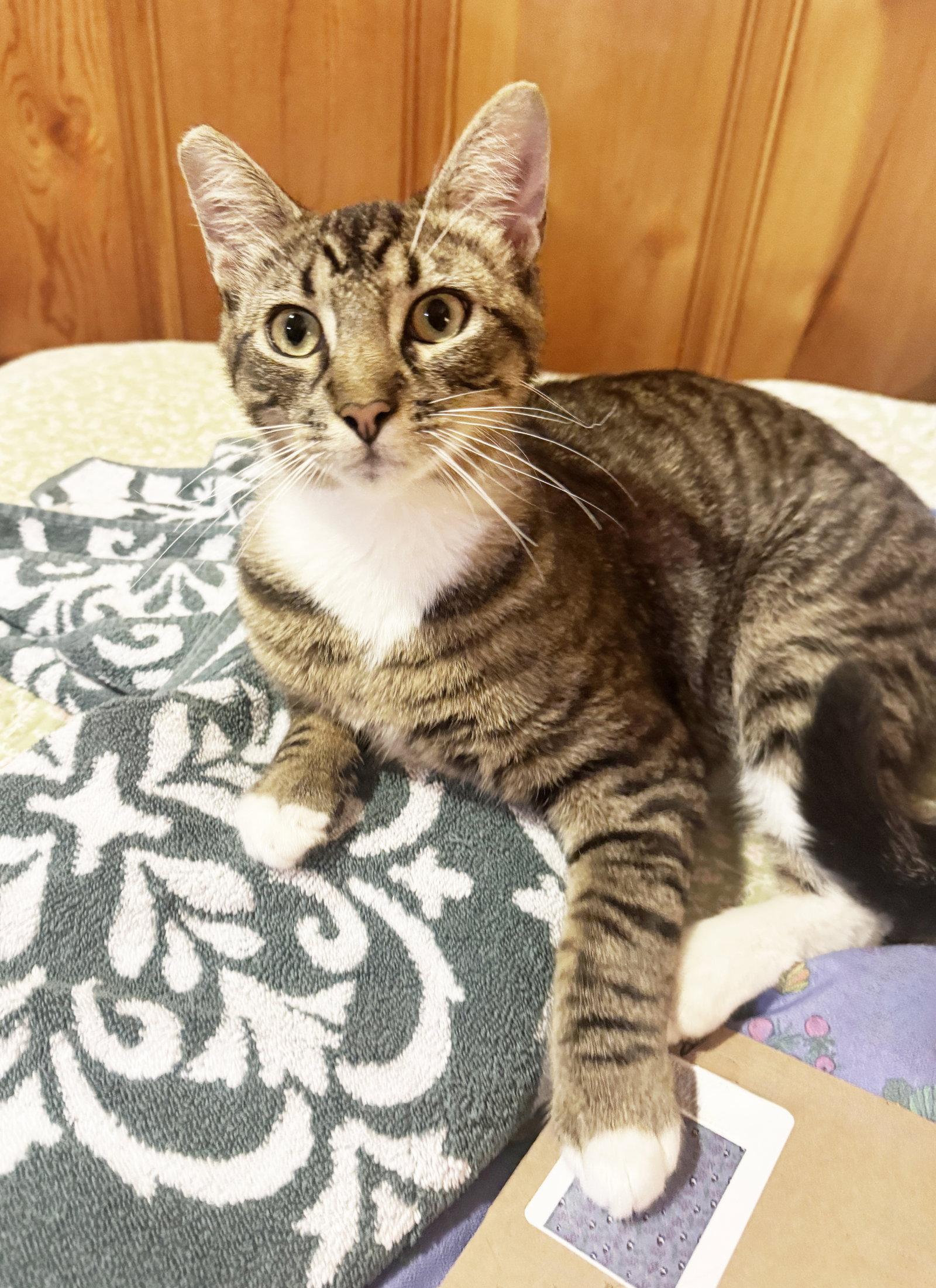Enlarge Timothy, a Adoptable Tabby in Alameda, CA image 1/3