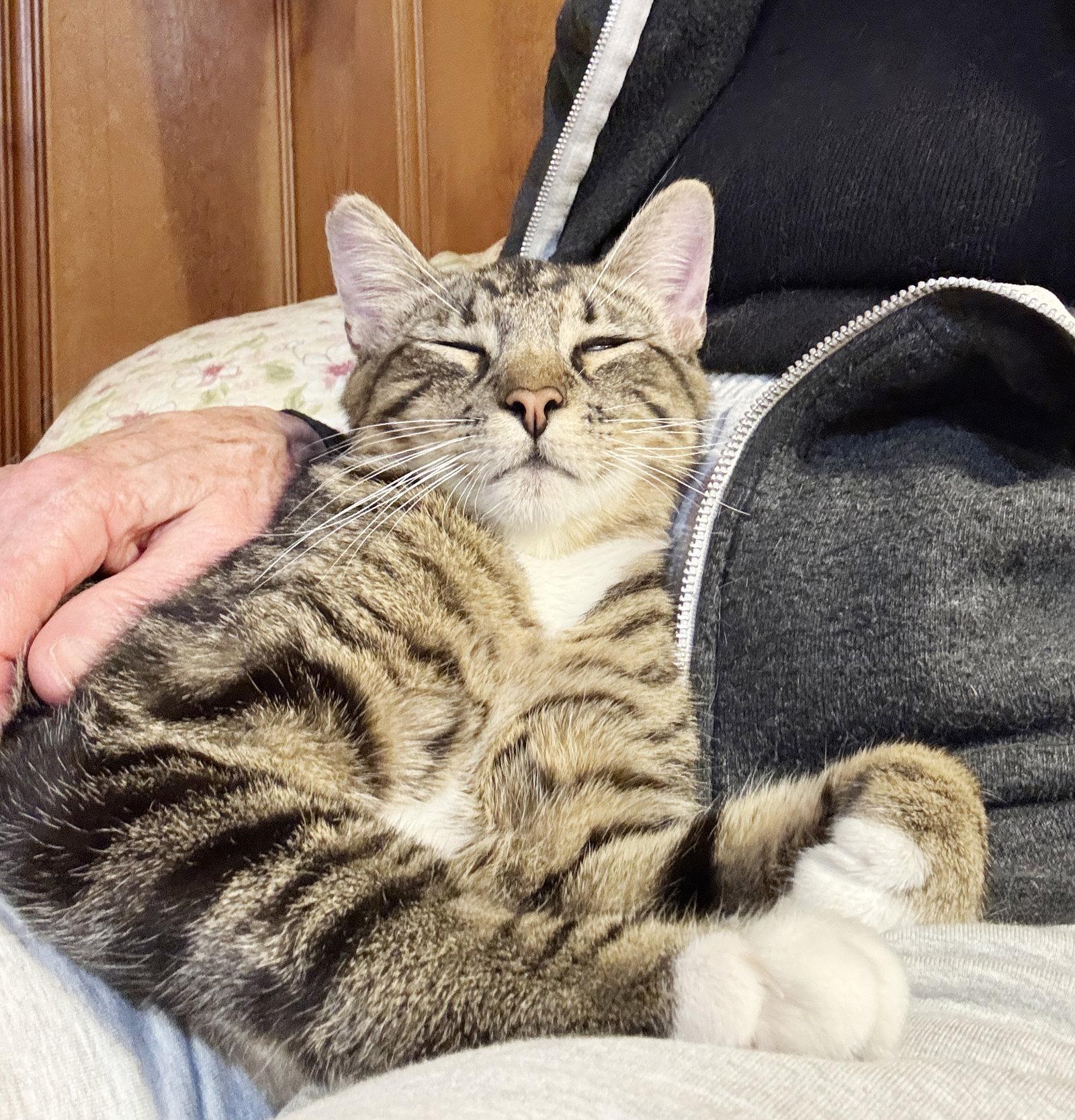 Enlarge Timothy, a Adoptable Tabby in Alameda, CA image 2/3