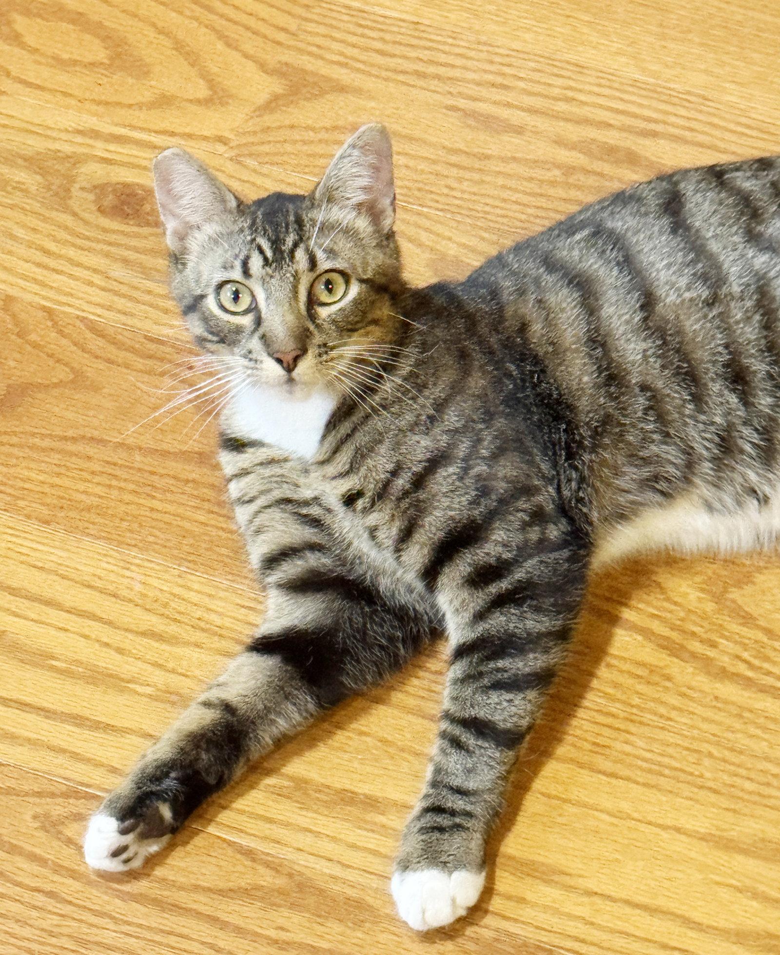 Enlarge Timothy, a Adoptable Tabby in Alameda, CA image 3/3