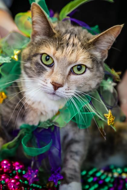 Harper Lee, Adoptable, Adult Female Domestic Medium Hair & Domestic Short Hair.