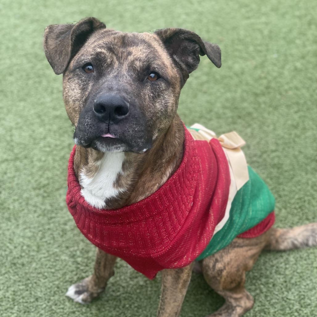Enlarge Kenny, a Adoptable Mixed Breed in Wilmington, NC image 2/6