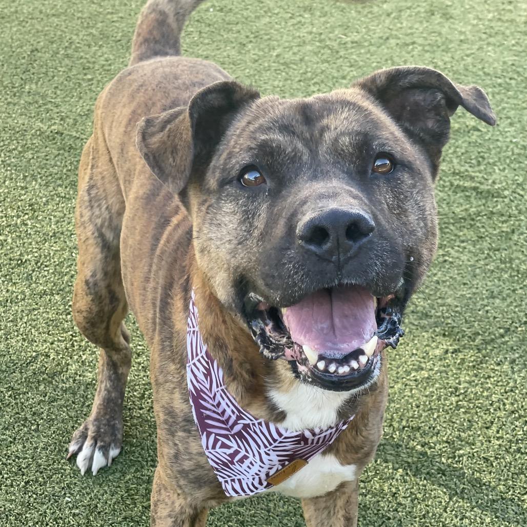 Enlarge Kenny, a Adoptable Mixed Breed in Wilmington, NC image 5/6