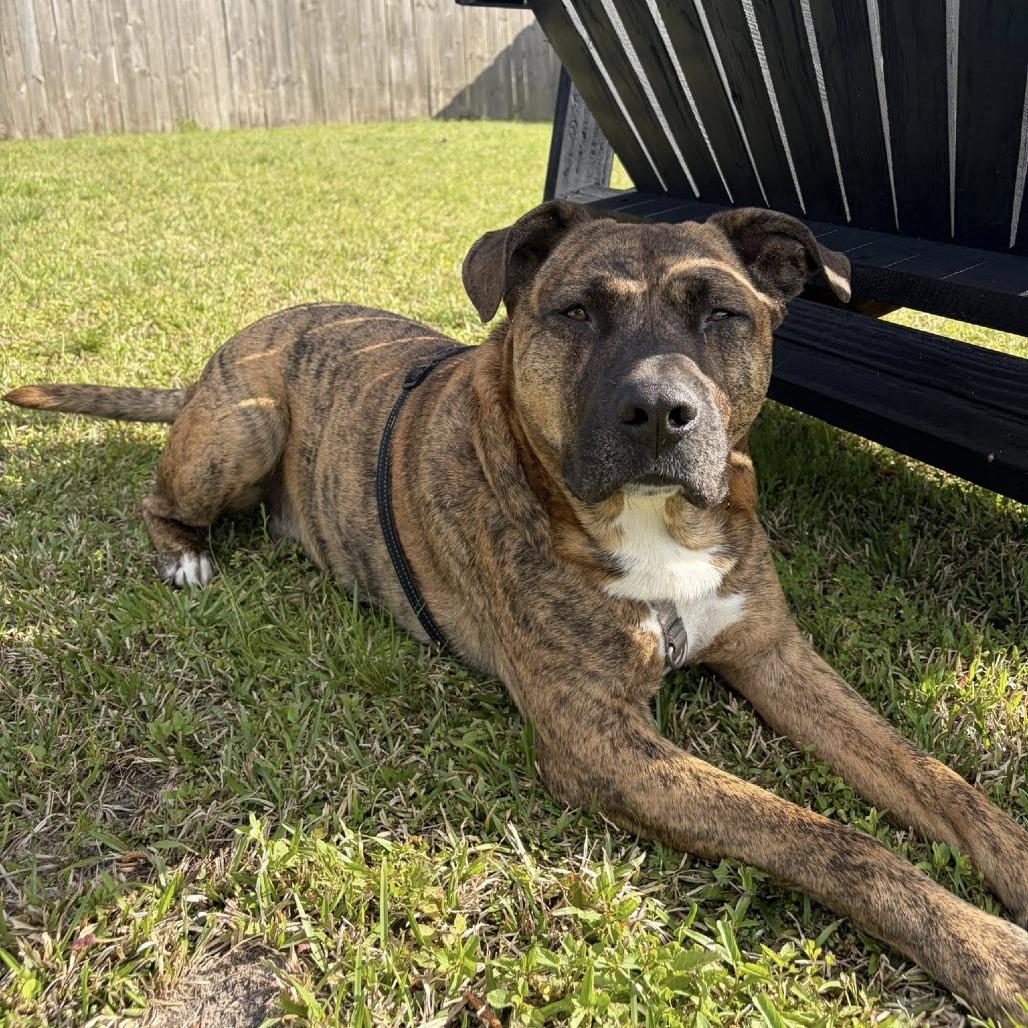 Kenny, Adoptable, Adult Male Mixed Breed.