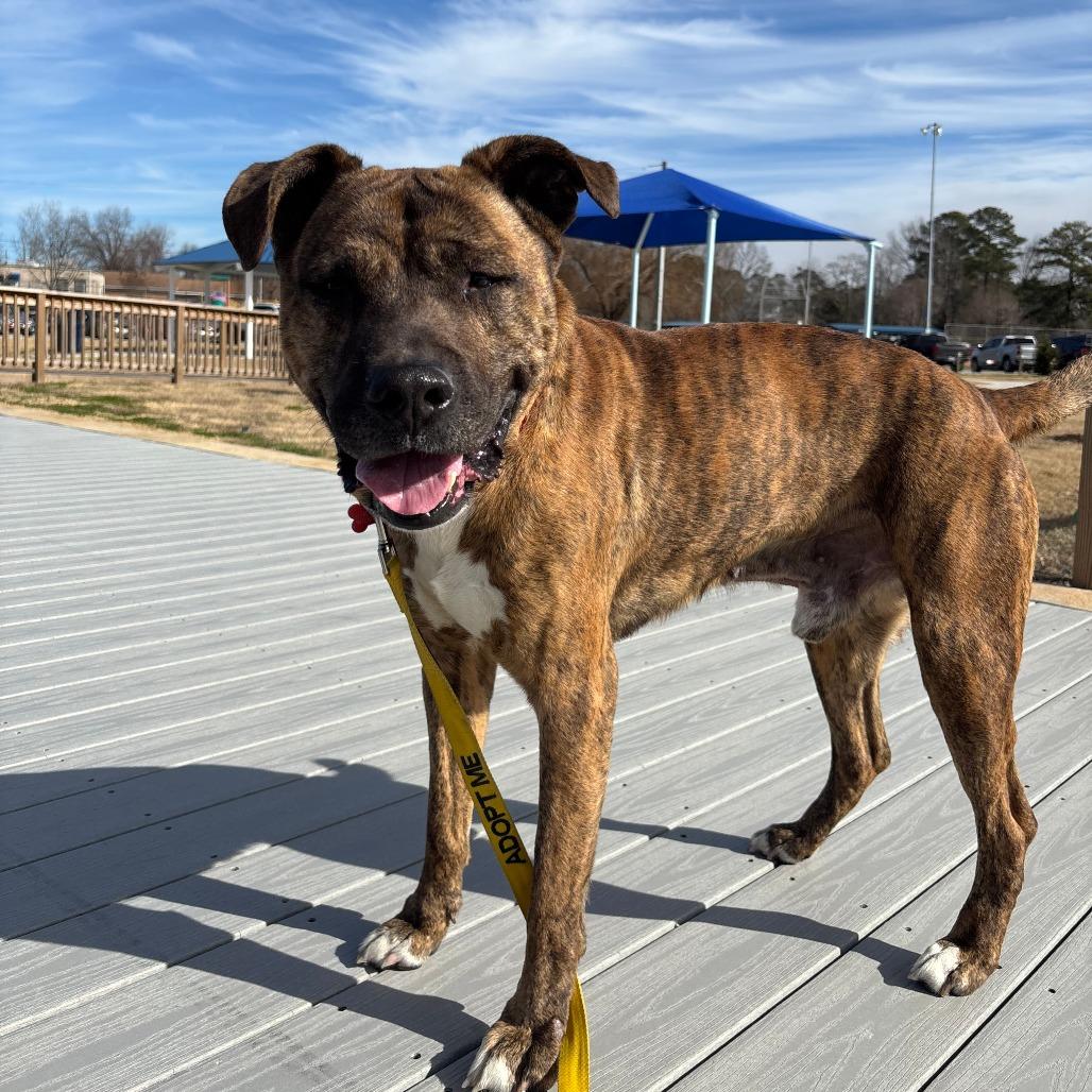 Enlarge Kenny, a Adoptable Mixed Breed in Wilmington, NC image 6/6