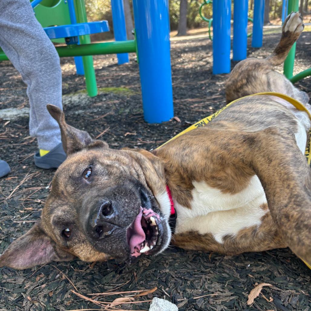 Enlarge Kenny, a Adoptable Mixed Breed in Wilmington, NC image 3/6