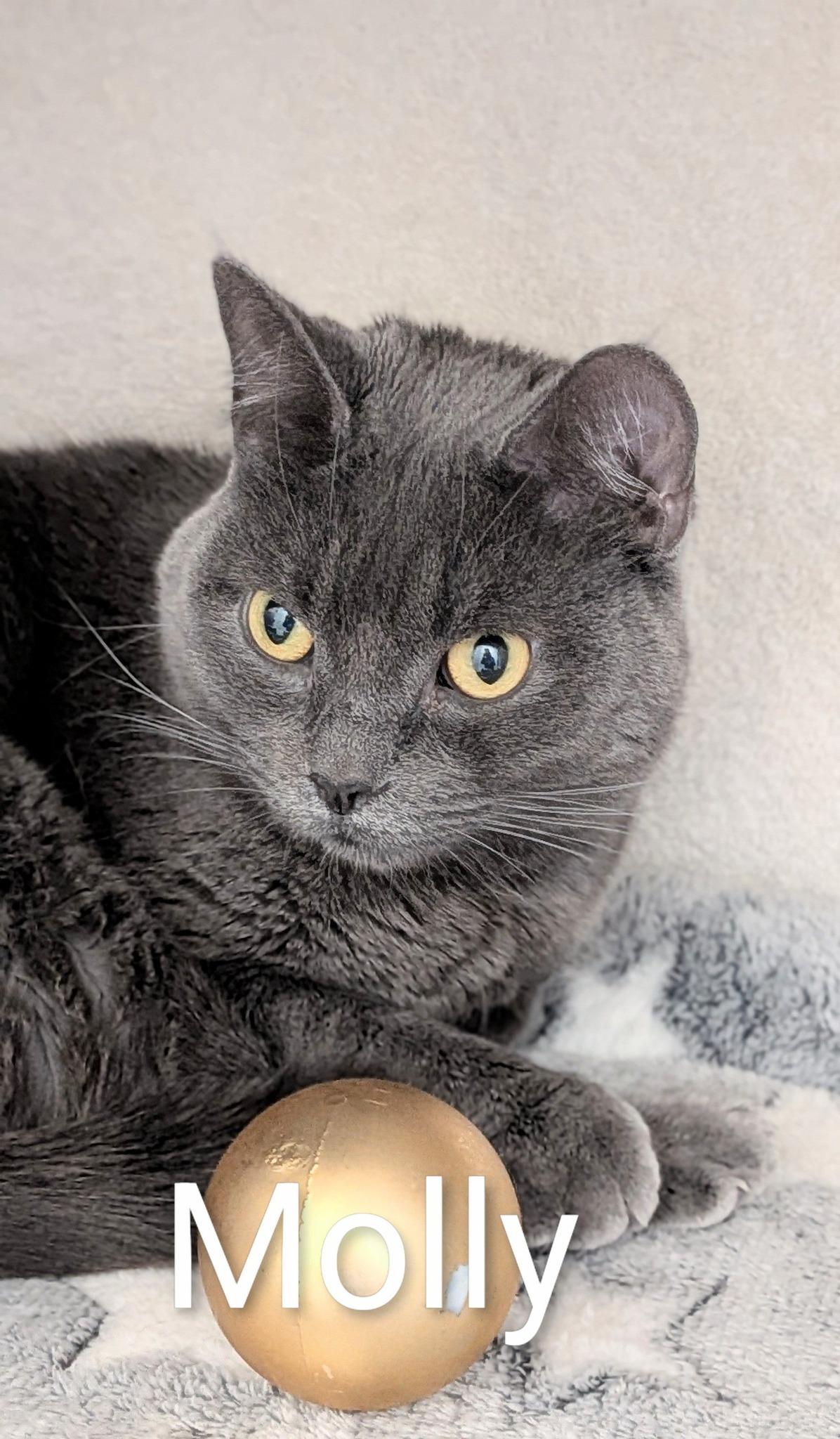 Enlarge Molly, a ADOPTABLE Domestic Short Hair in Flint, MI image 1/1
