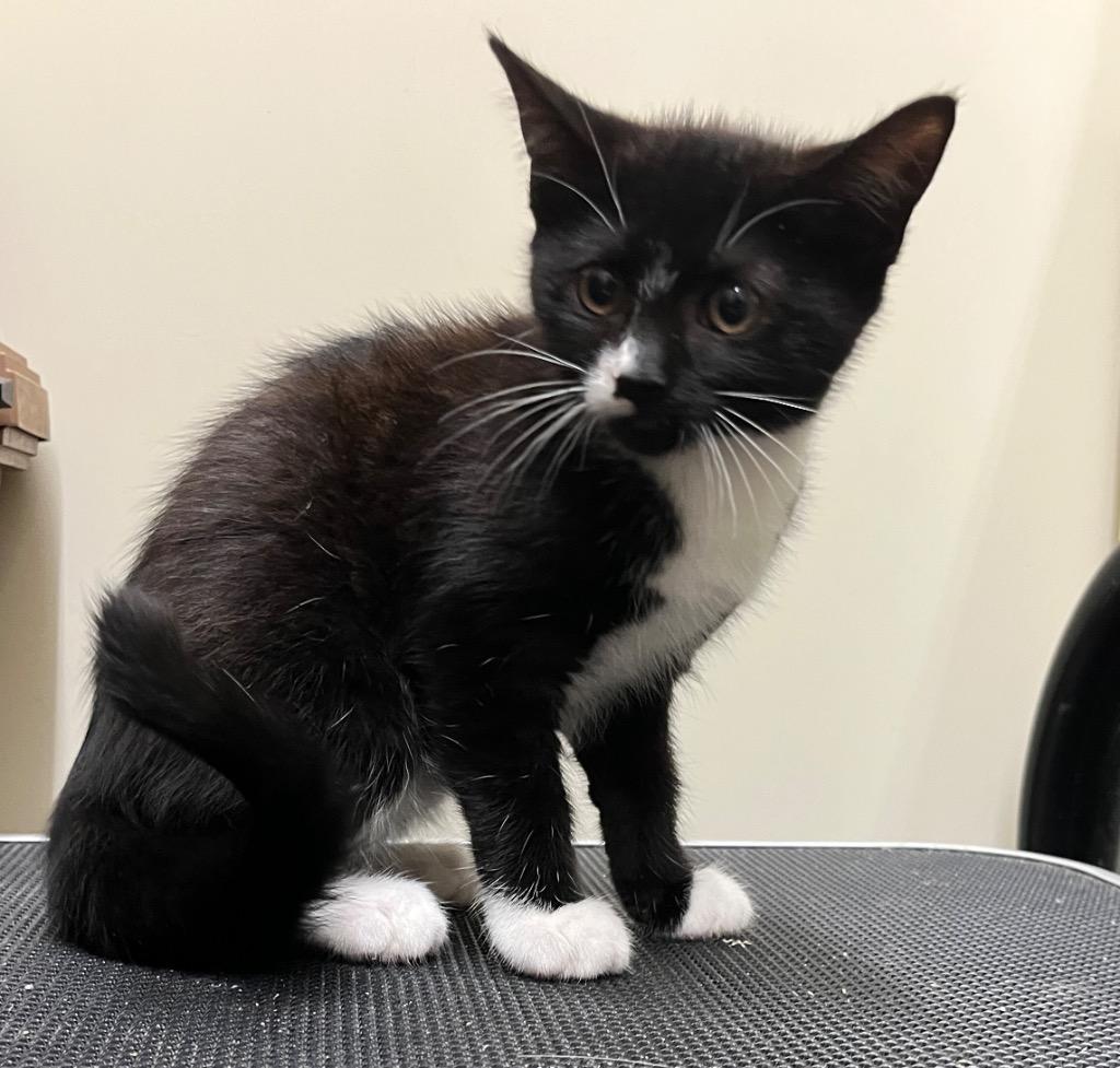 Boo Boo, Adoptable, Kitten Female Domestic Short Hair.