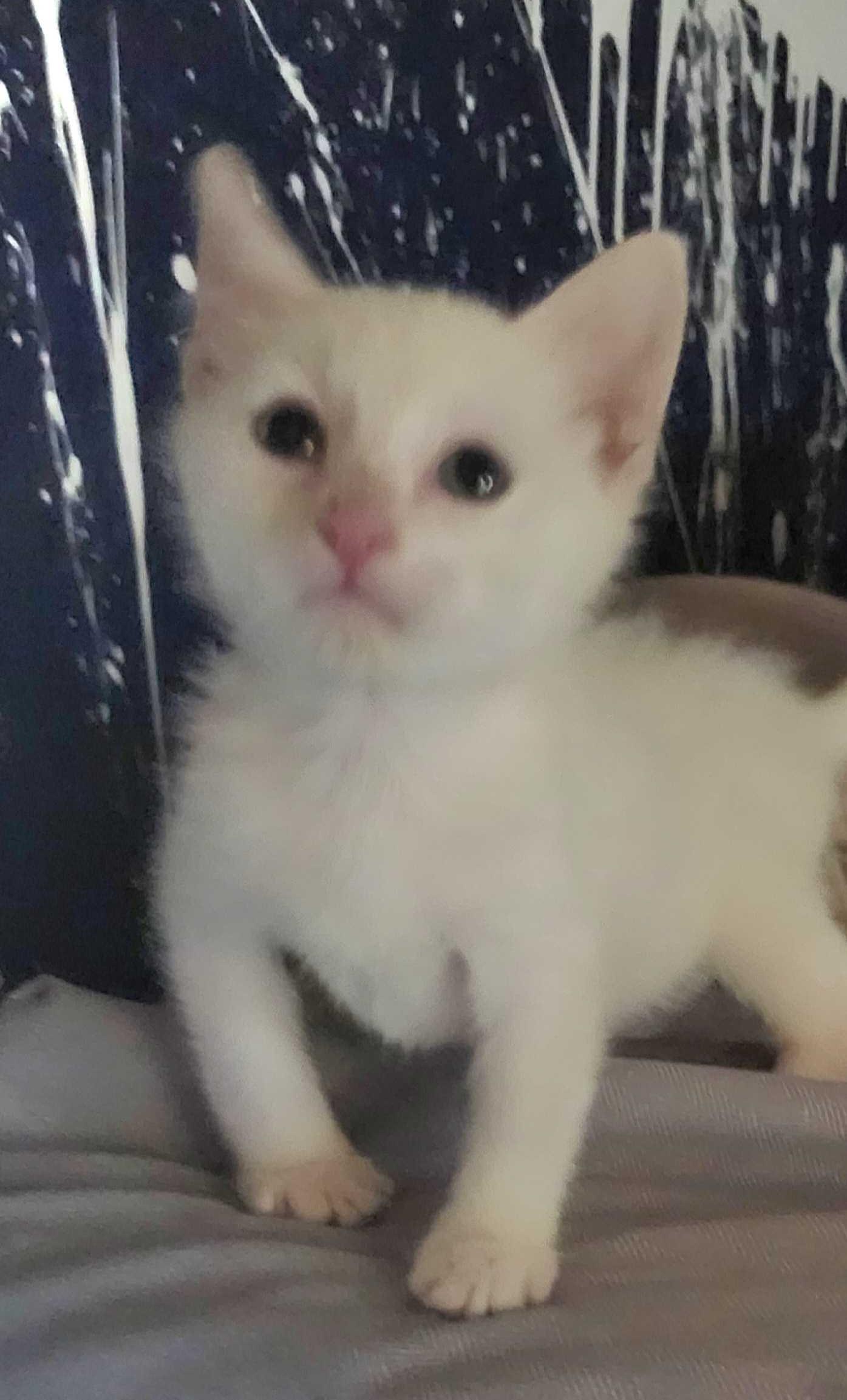 Sandman, Adoptable, Kitten Male Tabby.