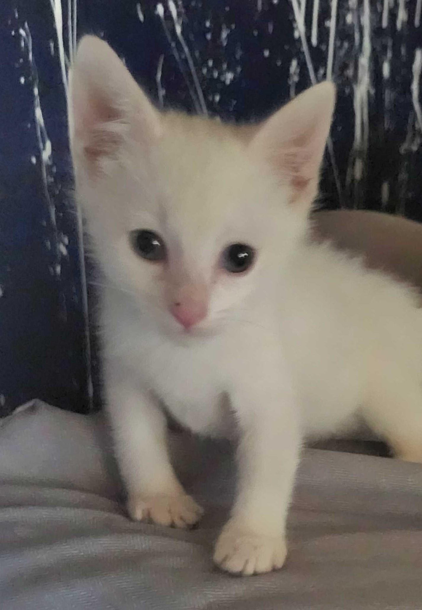 Enlarge Sandman, a Adoptable Tabby in Piscataway, NJ image 2/3