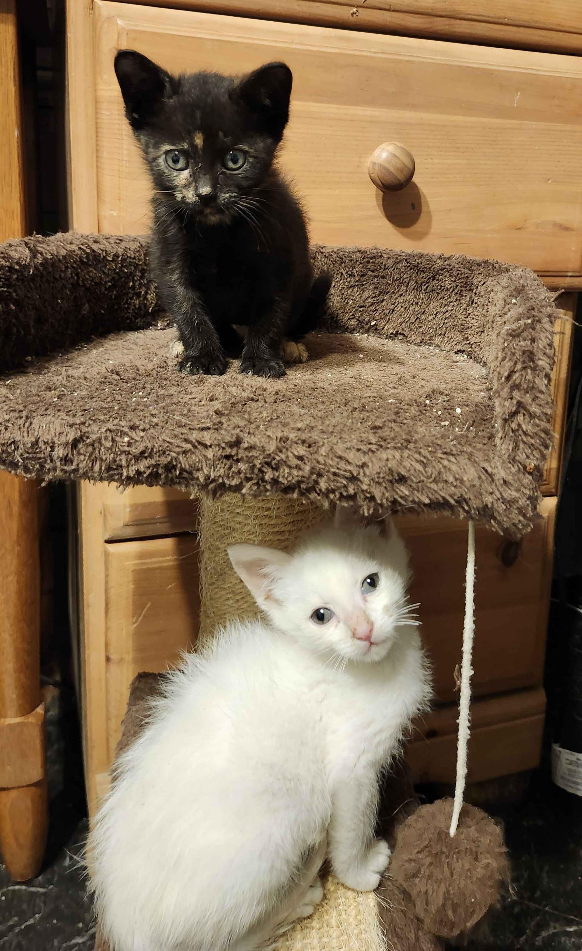 Enlarge Sandman, a Adoptable Tabby in Piscataway, NJ image 3/3