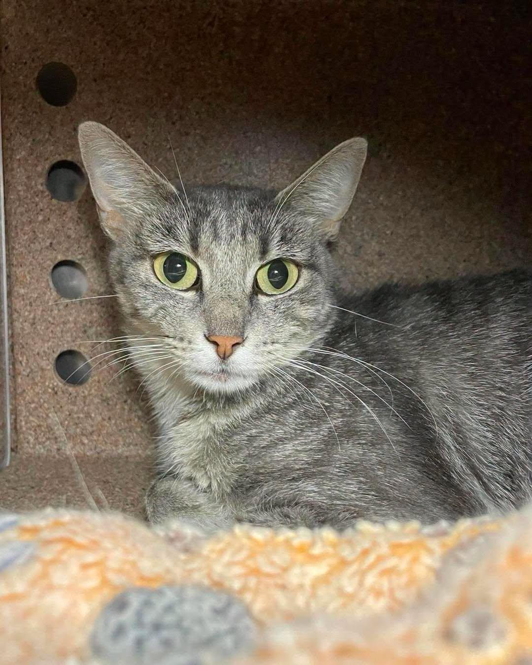 Trinity, ADOPTABLE, Adult Female Domestic Short Hair.