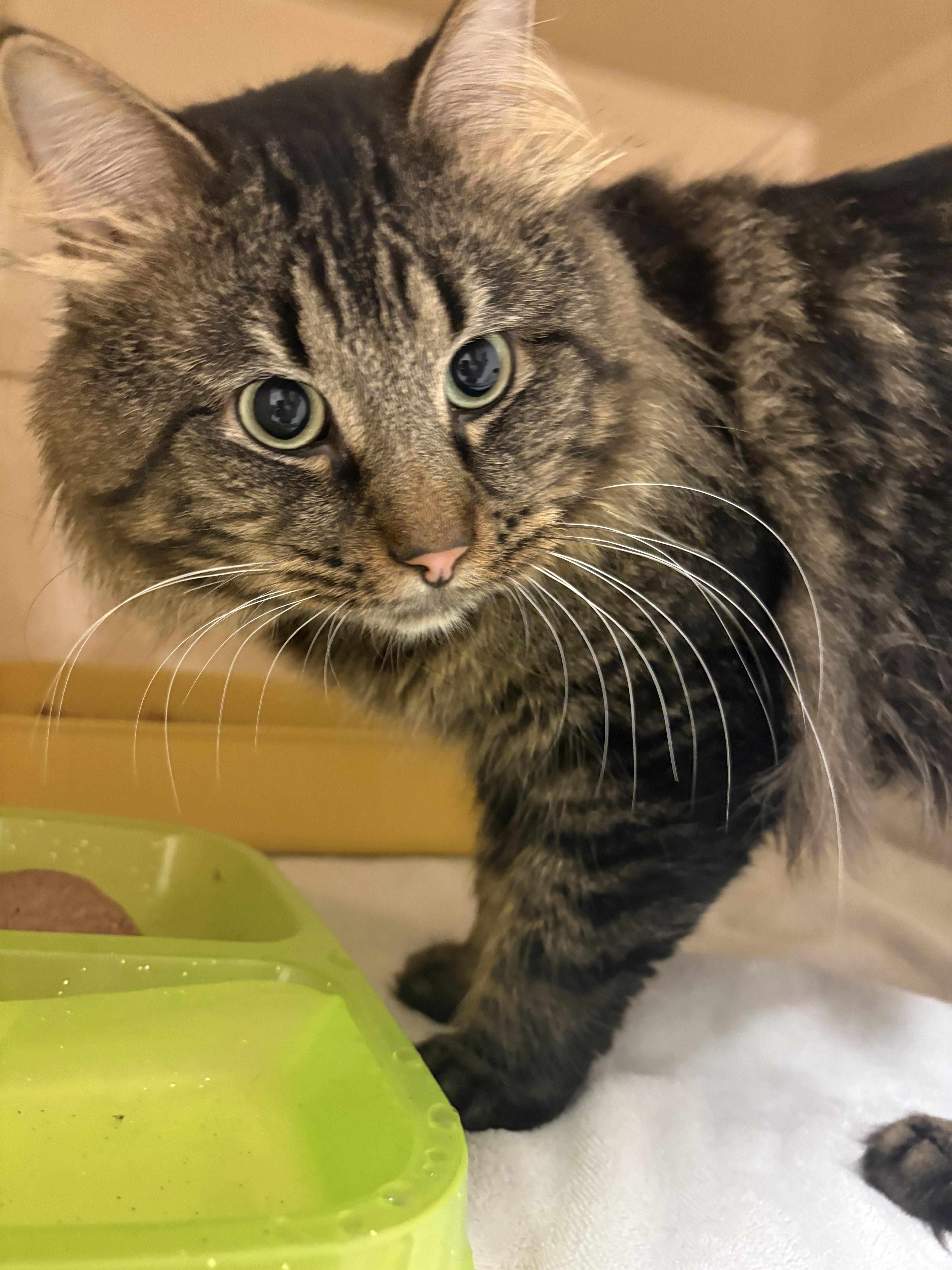 Purrl Jam, Adoptable, Adult Female Domestic Medium Hair.