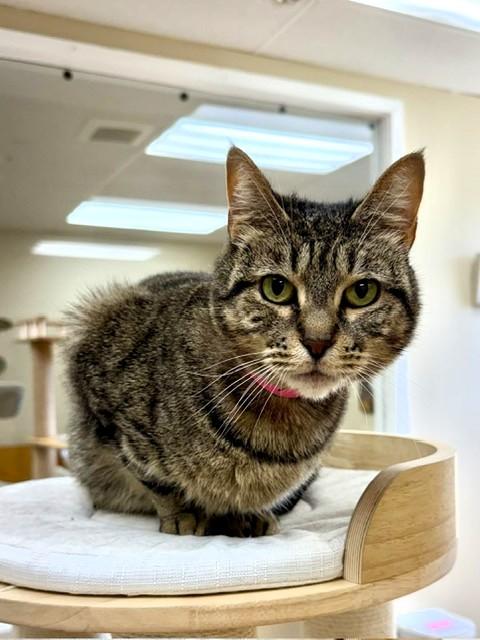 Bailey, Adopted, Adult Female Domestic Short Hair.