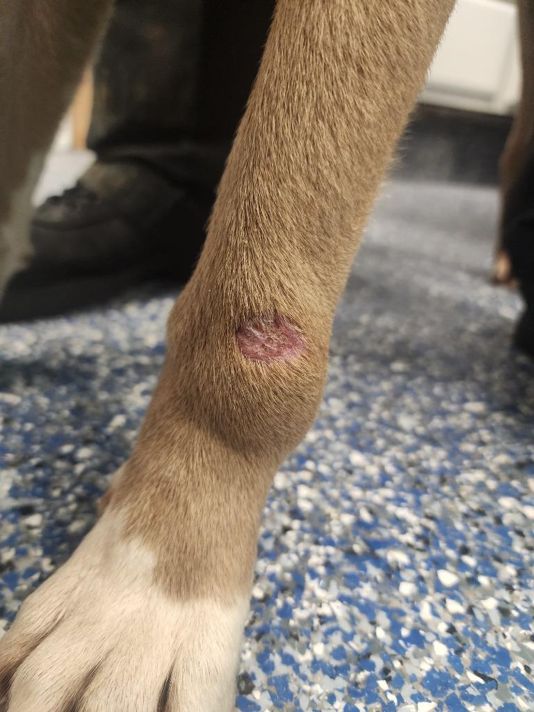 Enlarge Kingo, a Adoptable mixed breed in Maumelle, AR image 3/6