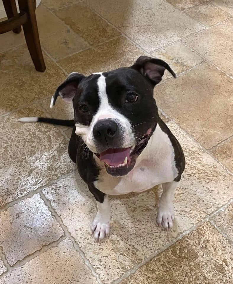 Enlarge Evie, a ADOPTABLE mixed breed in Fort Myers, FL image 6/6