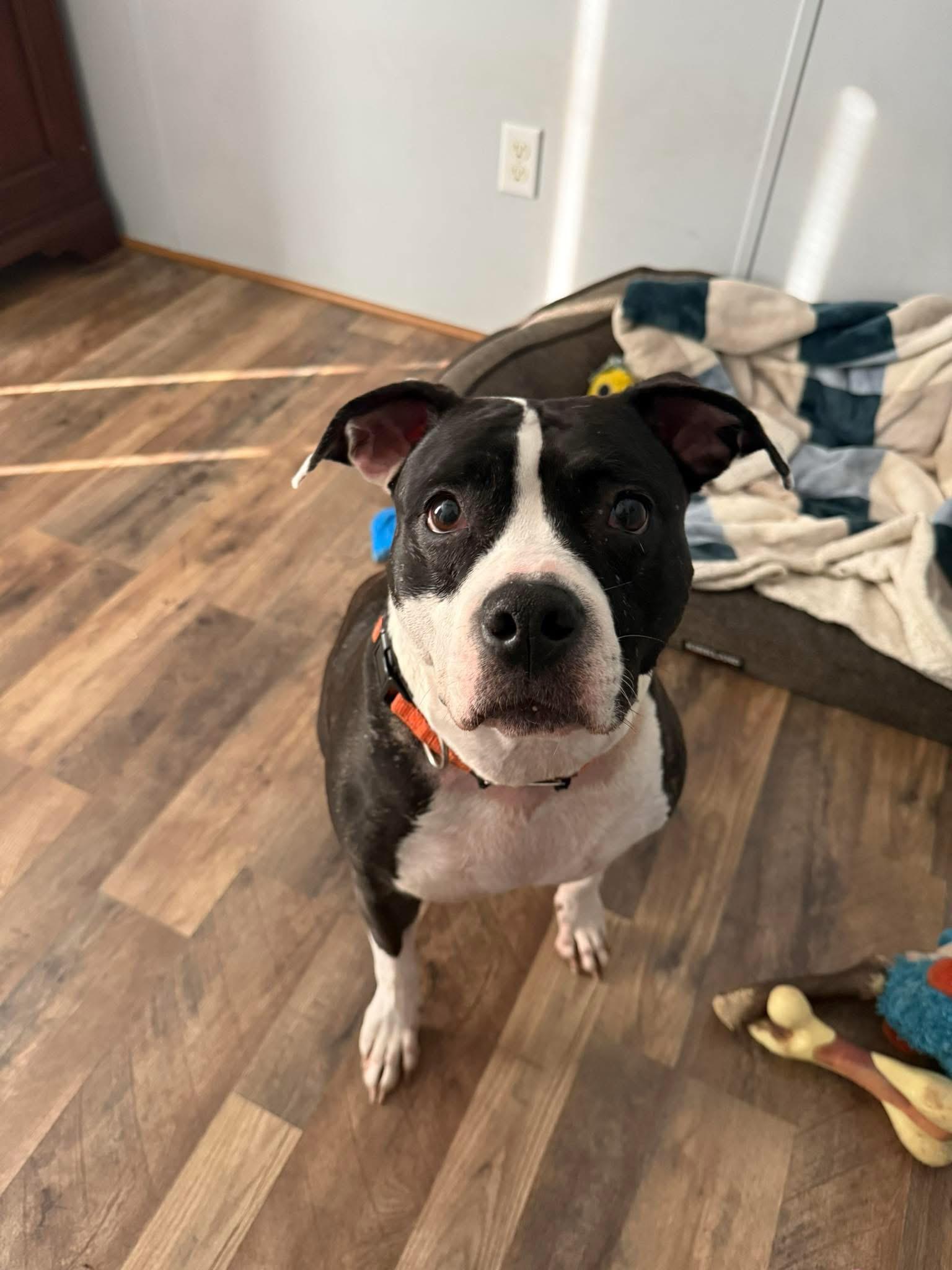 Enlarge Evie, a ADOPTABLE mixed breed in Fort Myers, FL image 4/6