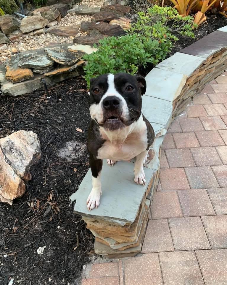 Enlarge Evie, a ADOPTABLE mixed breed in Fort Myers, FL image 2/6