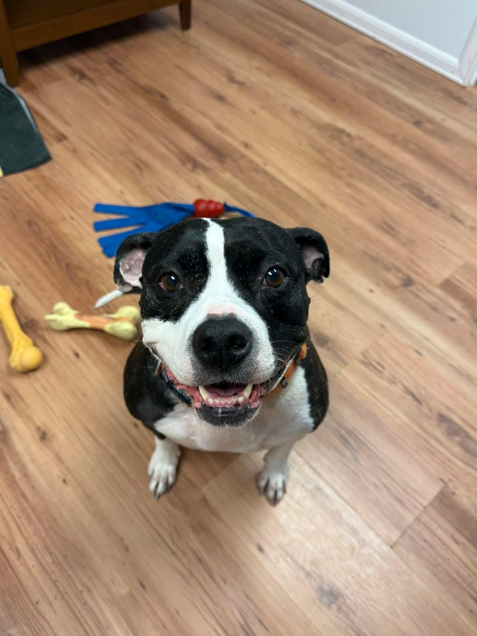 Enlarge Evie, a ADOPTABLE mixed breed in Fort Myers, FL image 1/6