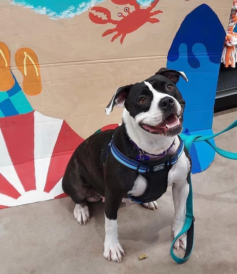 Enlarge Evie, a ADOPTABLE mixed breed in Fort Myers, FL image 5/6