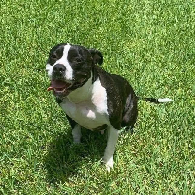 Enlarge Evie, a ADOPTABLE mixed breed in Fort Myers, FL image 3/6