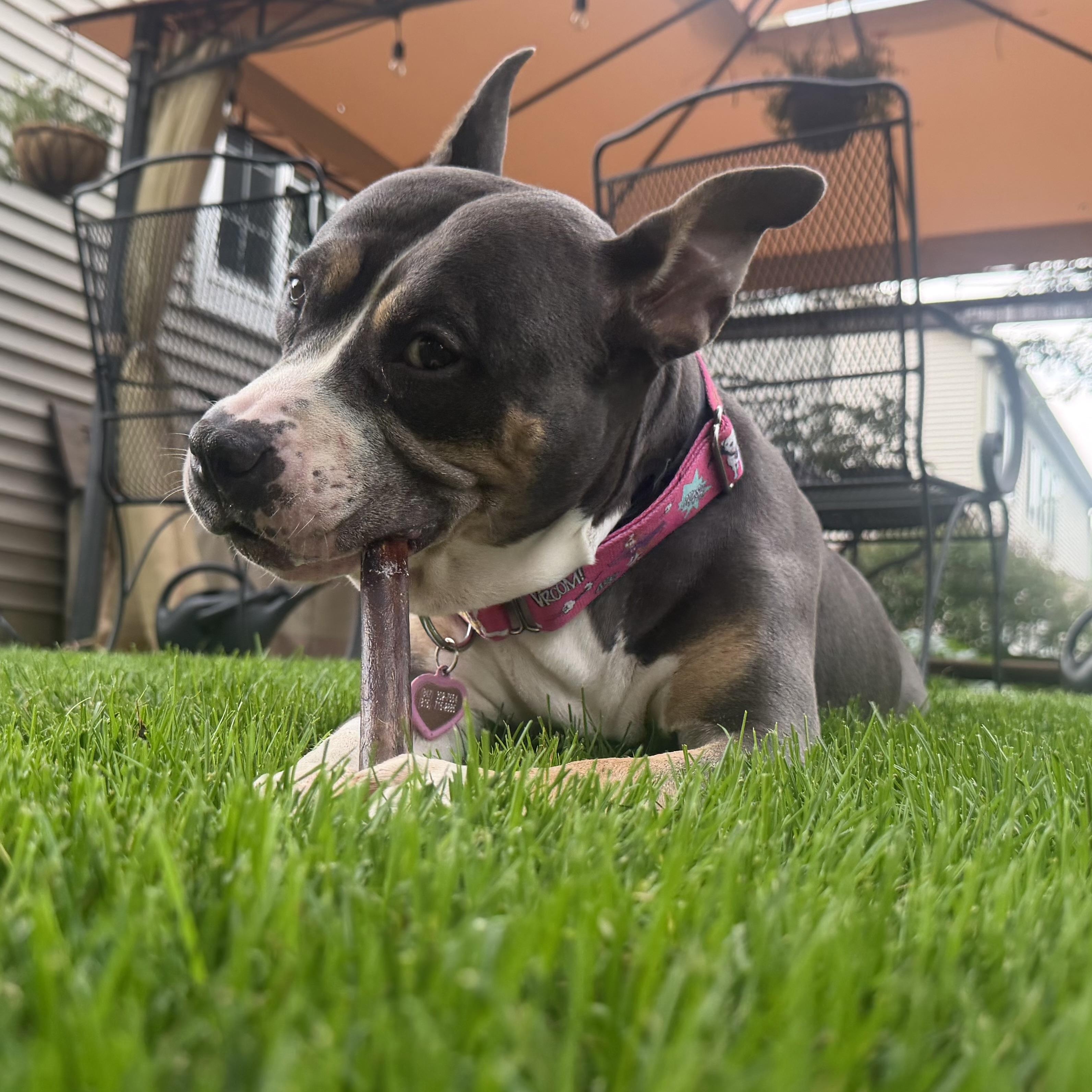 Enlarge Lulu, a Adoptable Pit Bull Terrier in Westchester, IL image 5/6