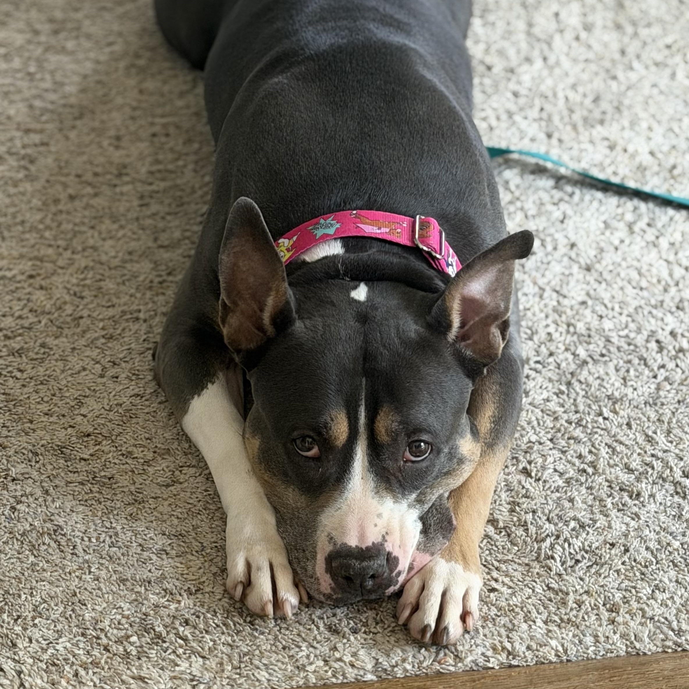 Enlarge Lulu, a Adoptable Pit Bull Terrier in Westchester, IL image 2/6