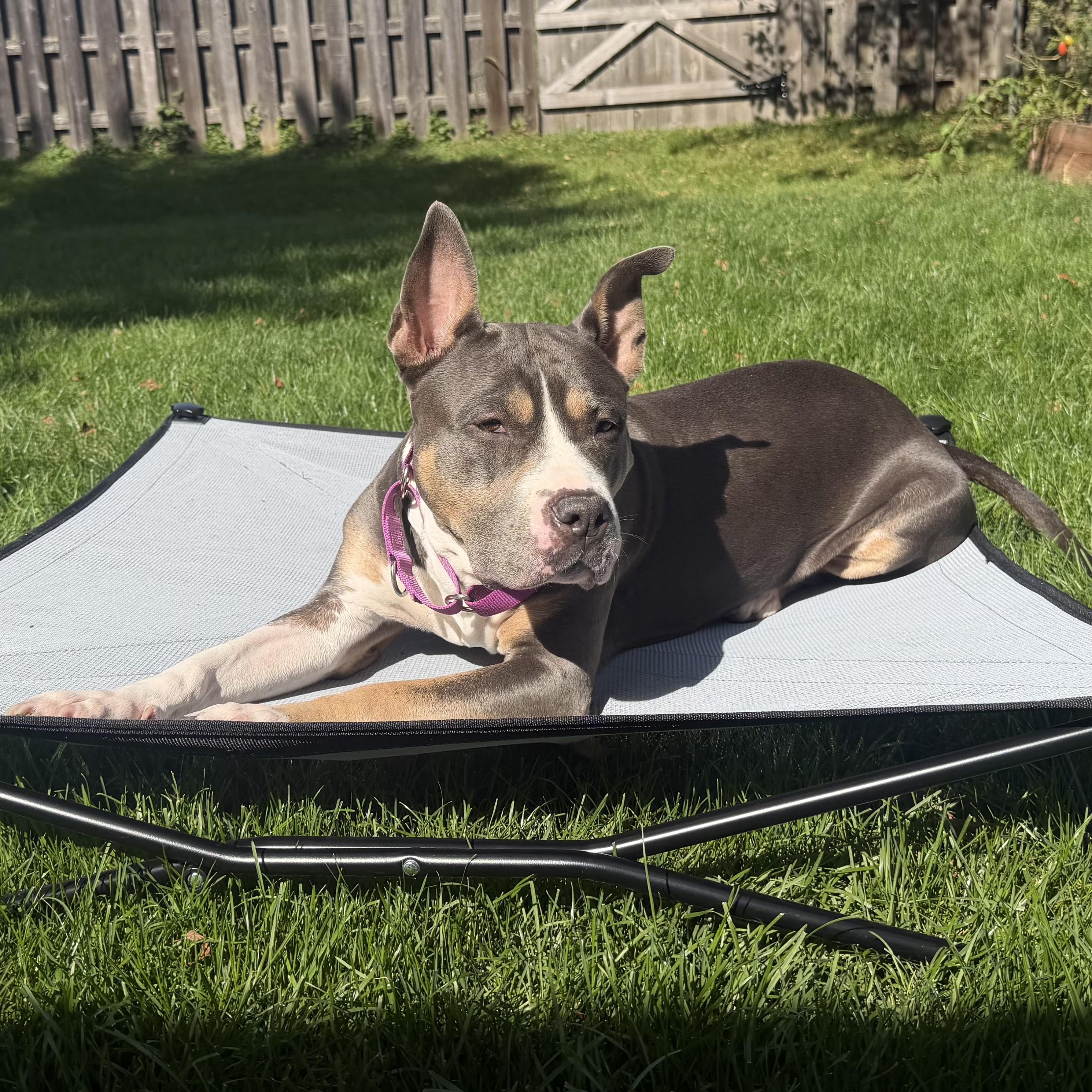 Enlarge Lulu, a Adoptable Pit Bull Terrier in Westchester, IL image 4/6