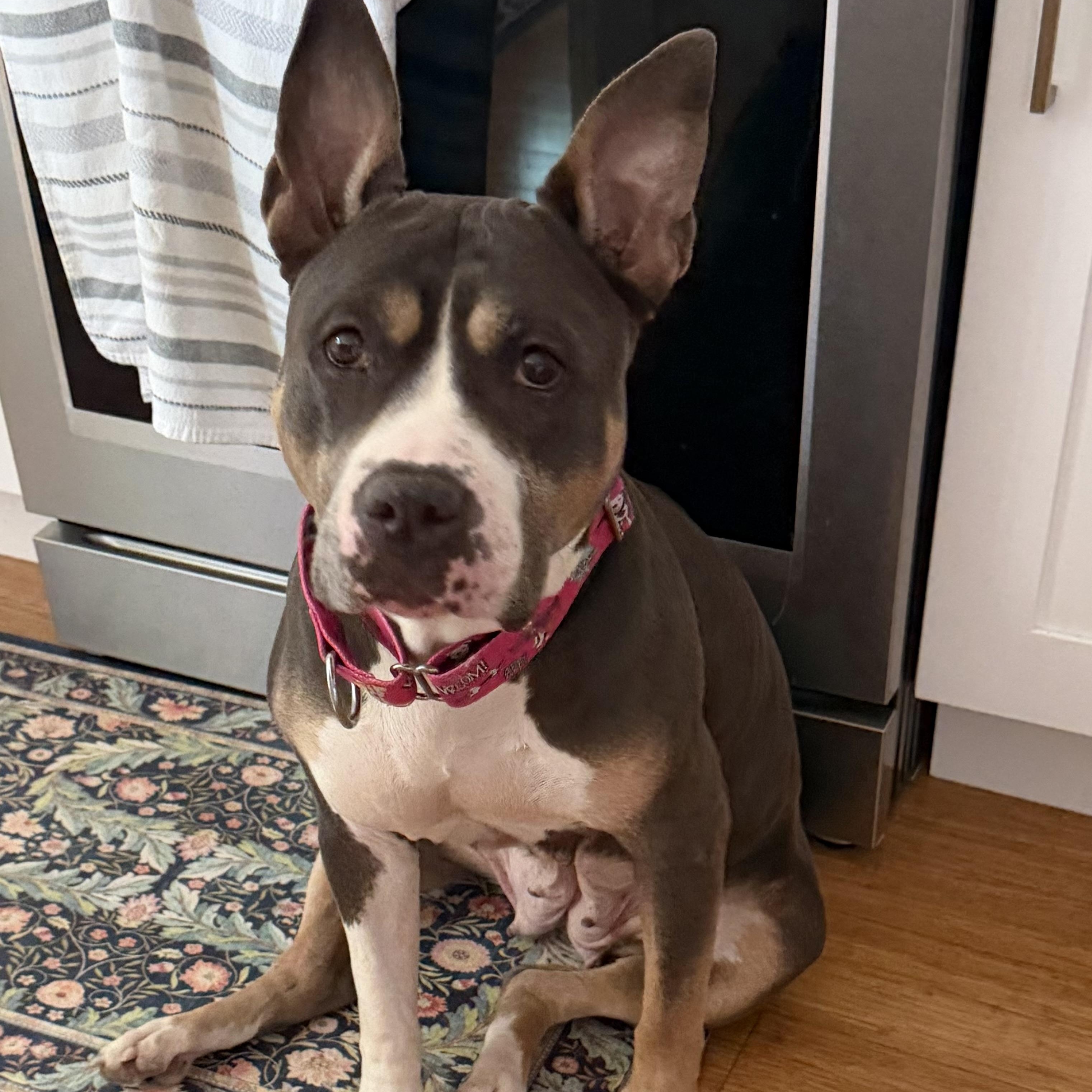 Lulu, Adoptable, Adult Female Pit Bull Terrier.