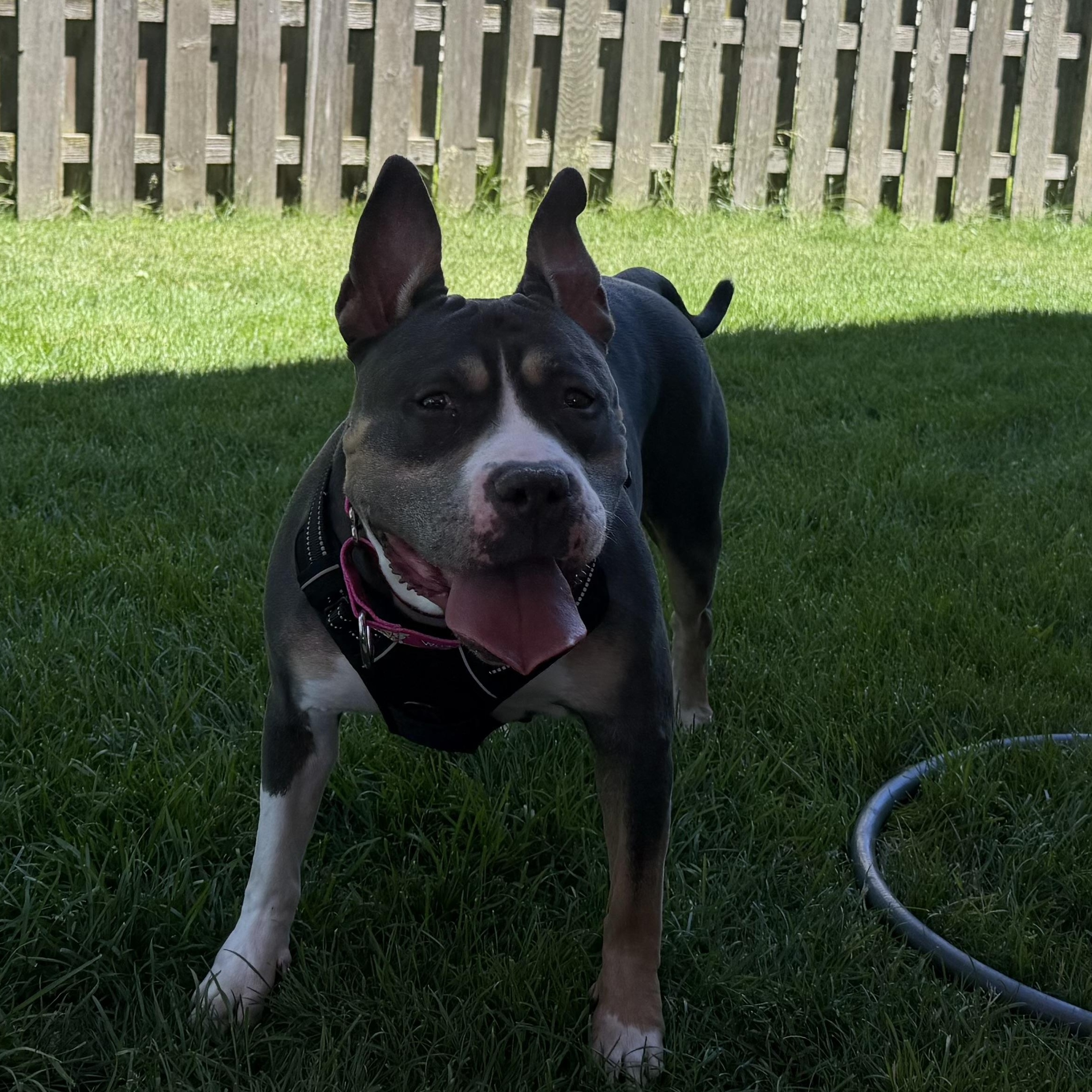 Enlarge Lulu, a Adoptable Pit Bull Terrier in Westchester, IL image 6/6