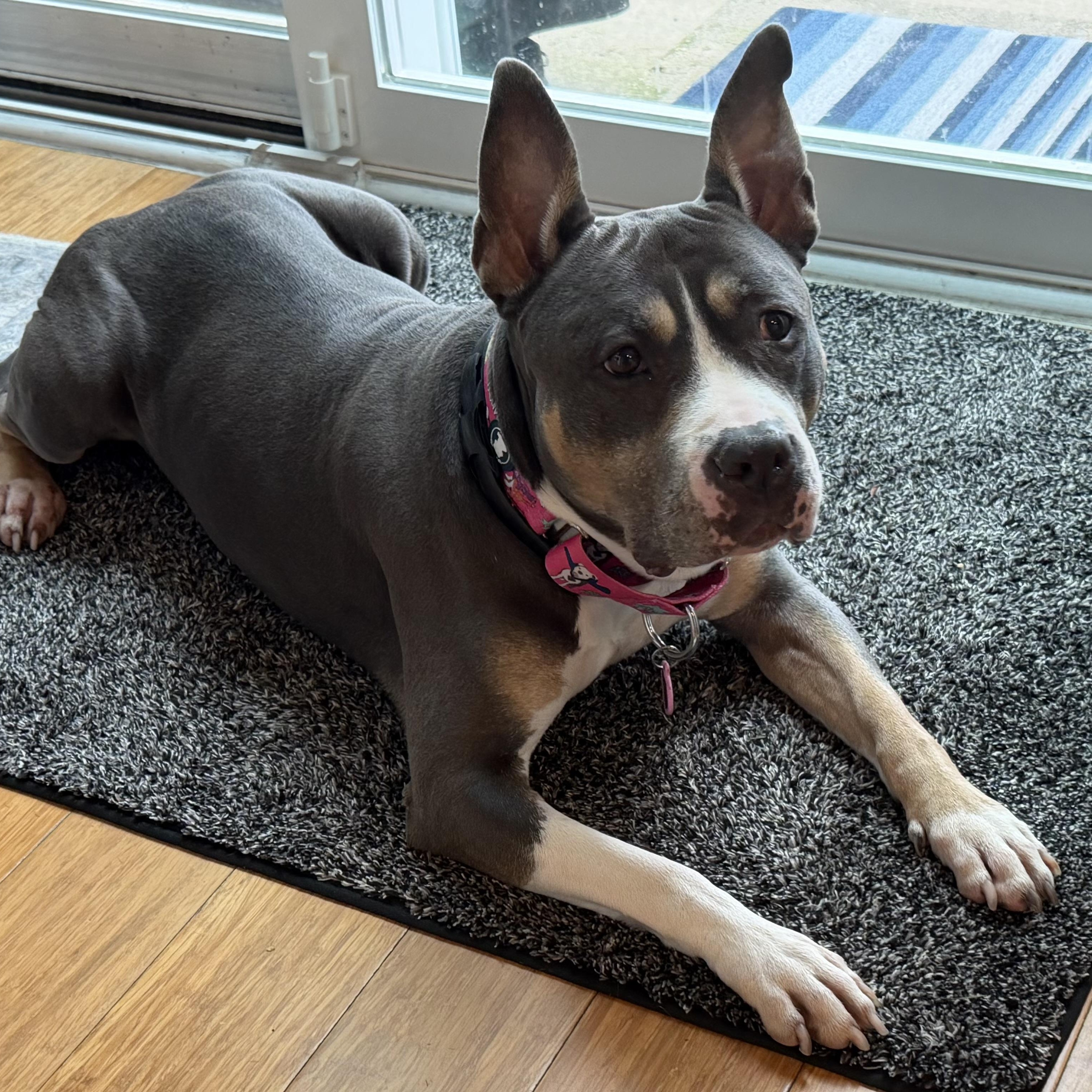Enlarge Lulu, a Adoptable Pit Bull Terrier in Westchester, IL image 3/6