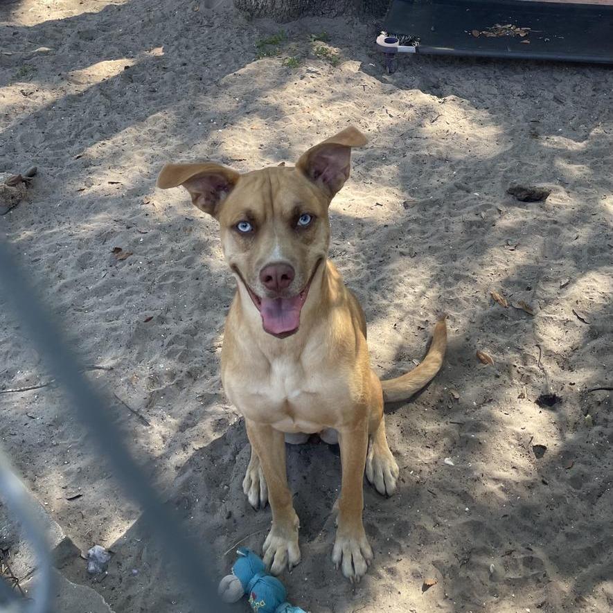Enlarge Frenchie, a Adoptable mixed breed in Fulton, TX image 1/3