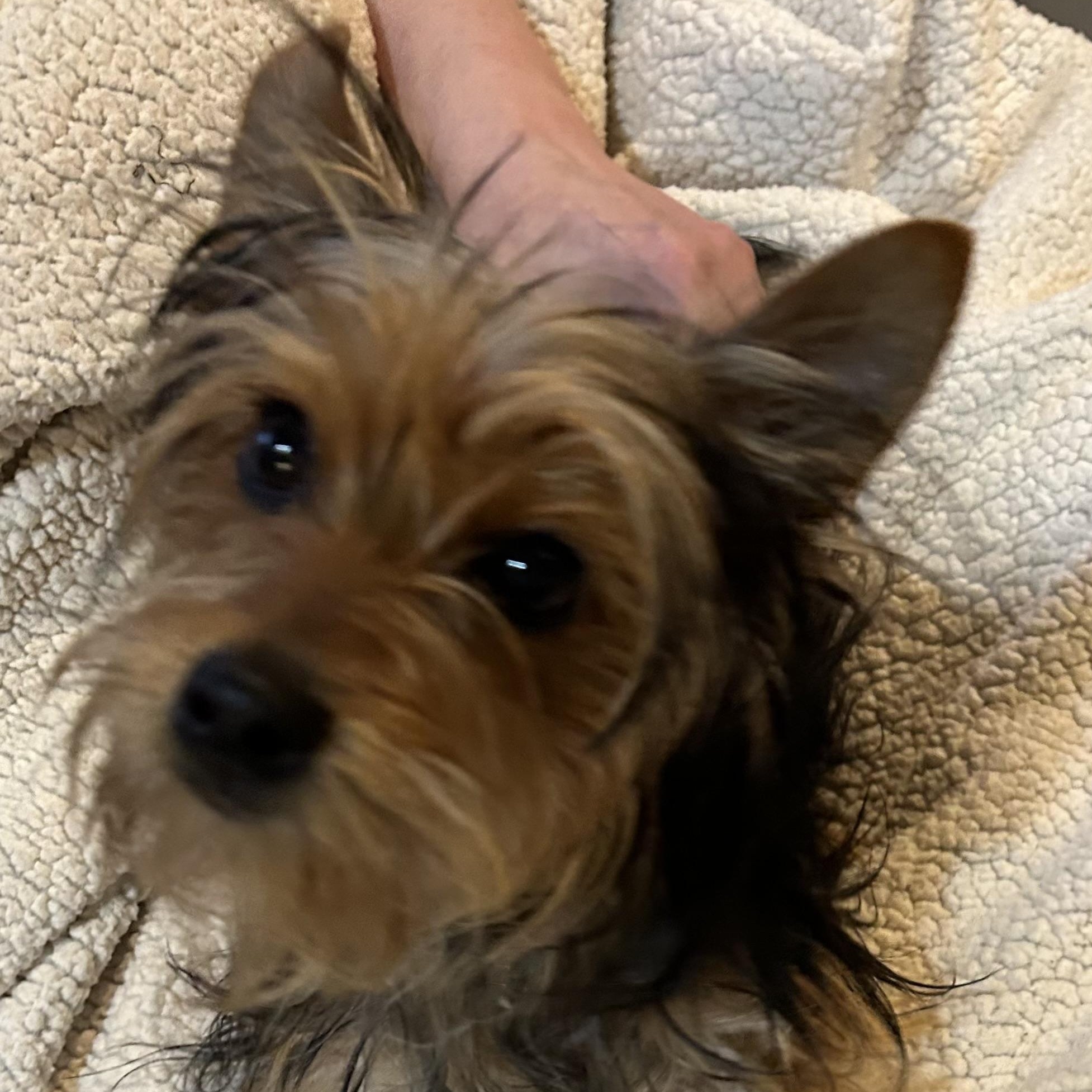 Alfie, Adopted, Puppy Male Yorkshire Terrier.