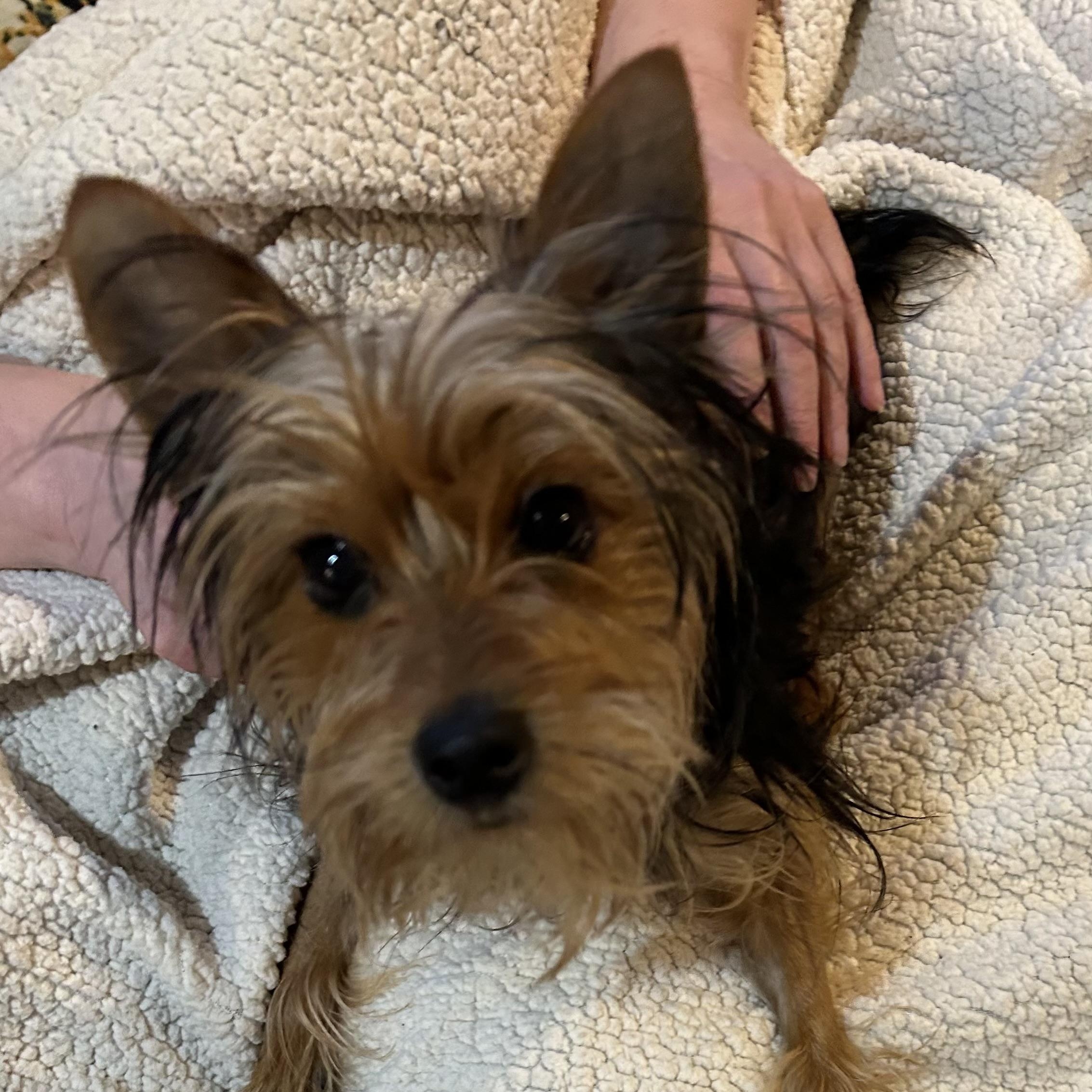 Alfie, a Adopted Yorkshire Terrier in Marlton, NJ image 3/5