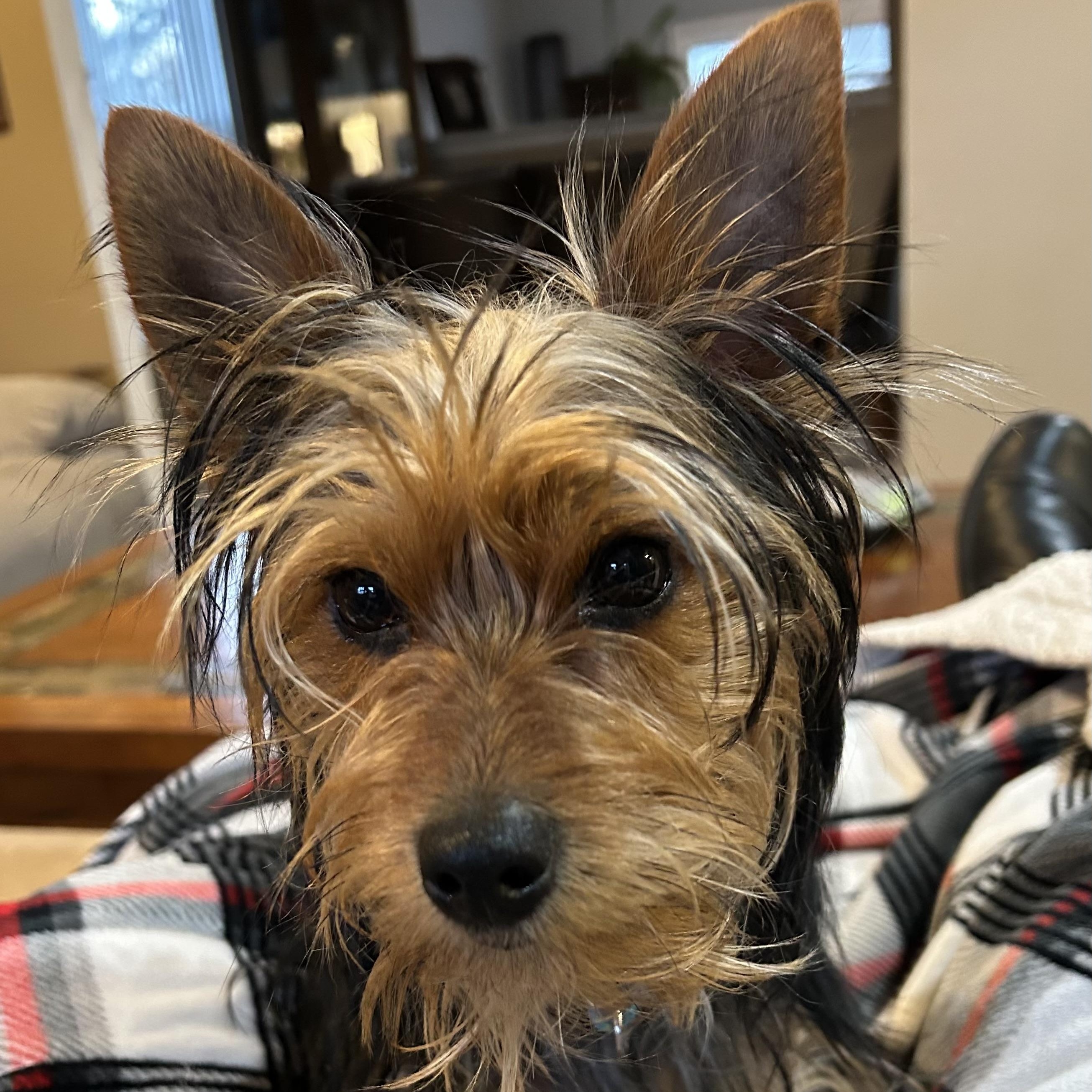 Alfie, a Adopted Yorkshire Terrier in Marlton, NJ image 4/5