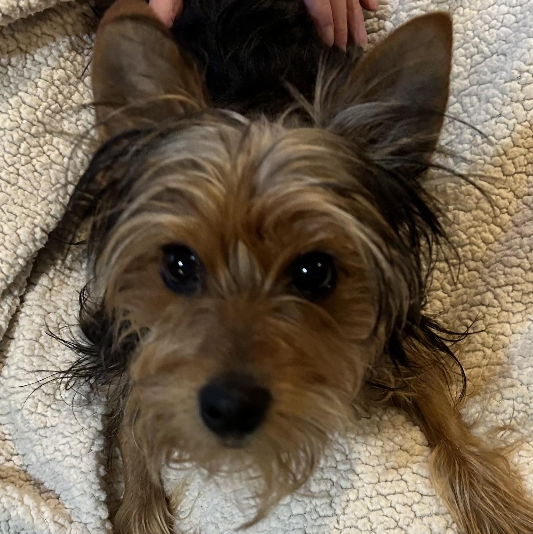 Alfie, a Adopted Yorkshire Terrier in Marlton, NJ image 5/5