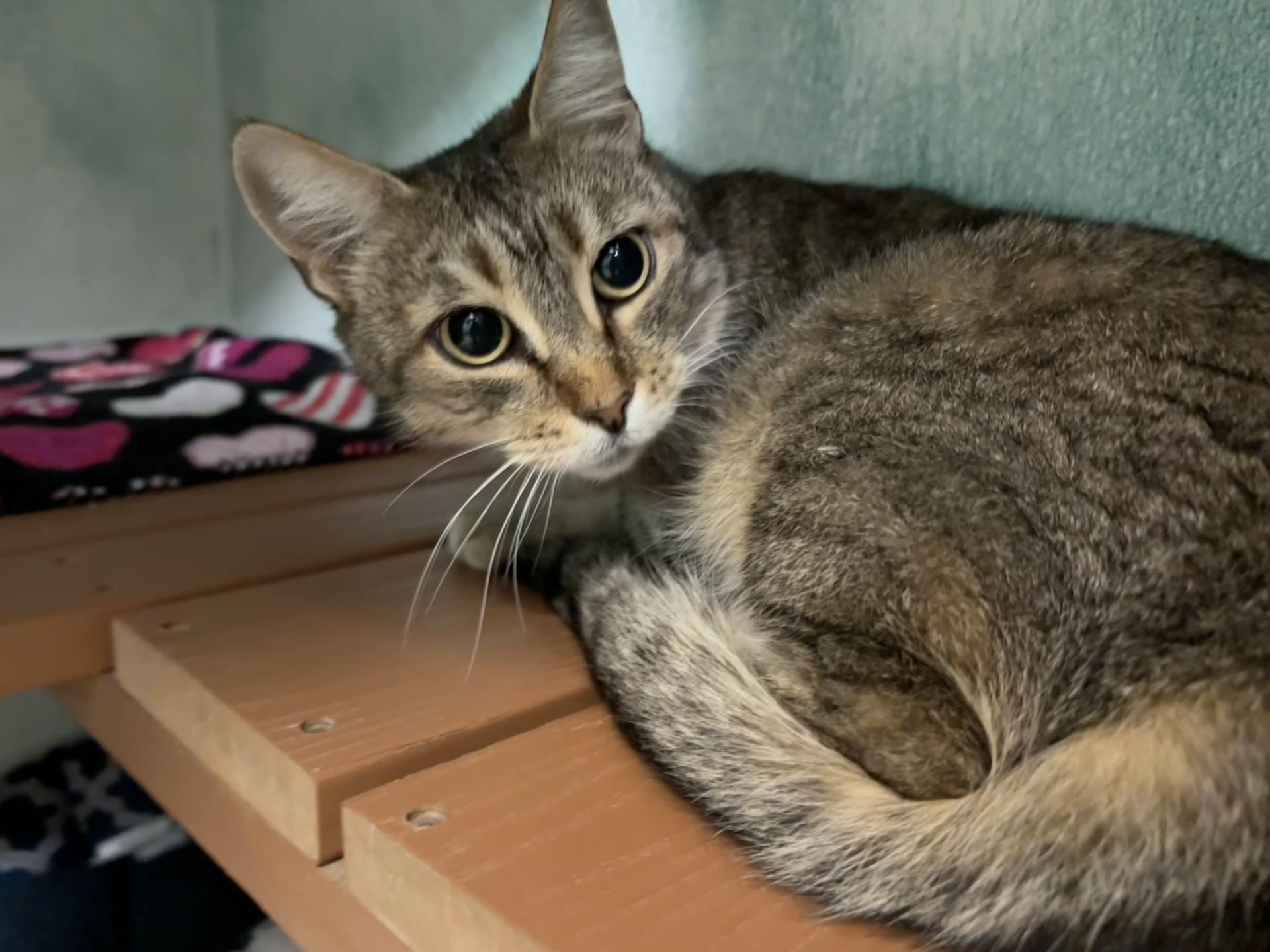Tonya, ADOPTABLE, Adult Female Domestic Short Hair.