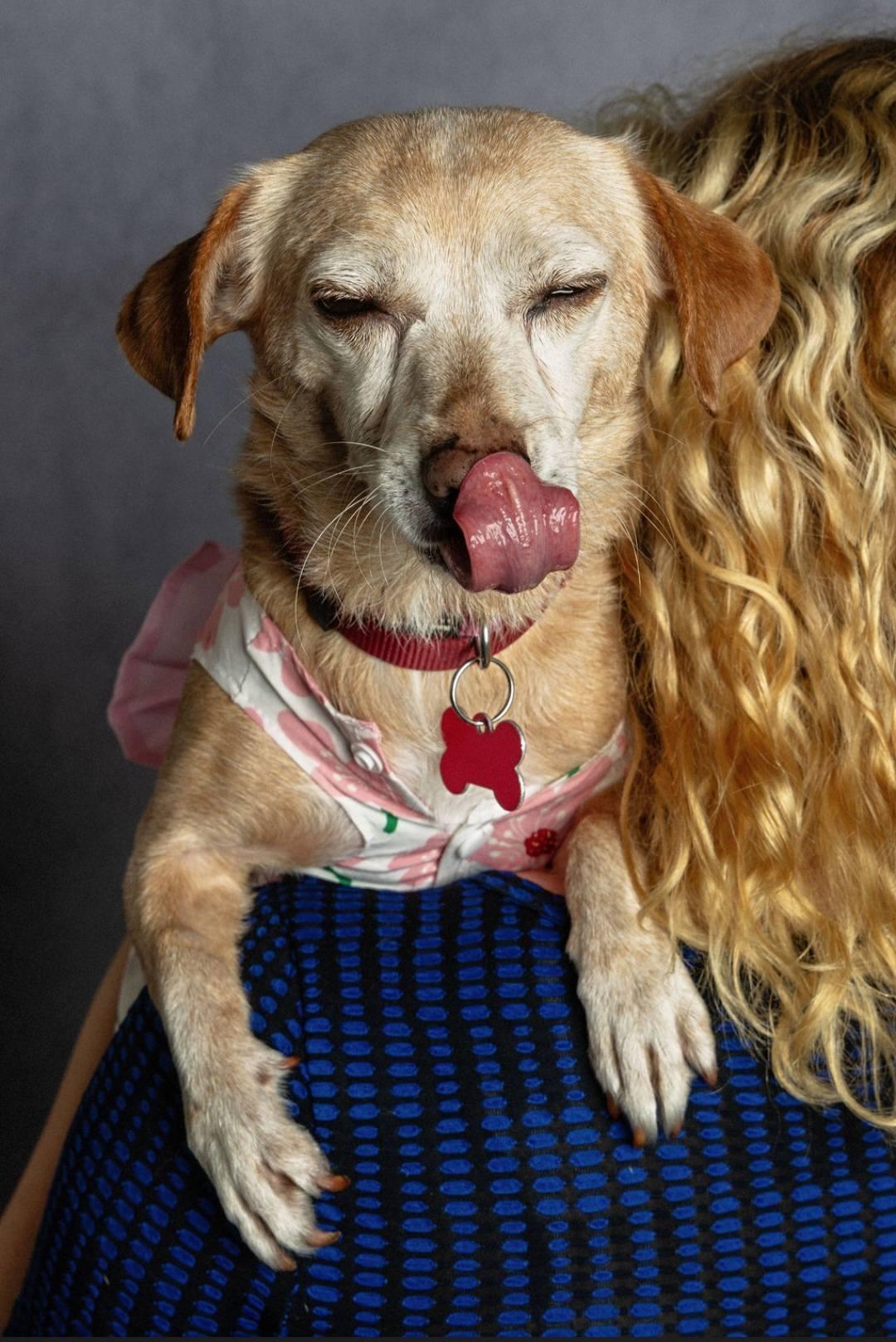 Cherokee, a Adoptable mixed breed image 2/6