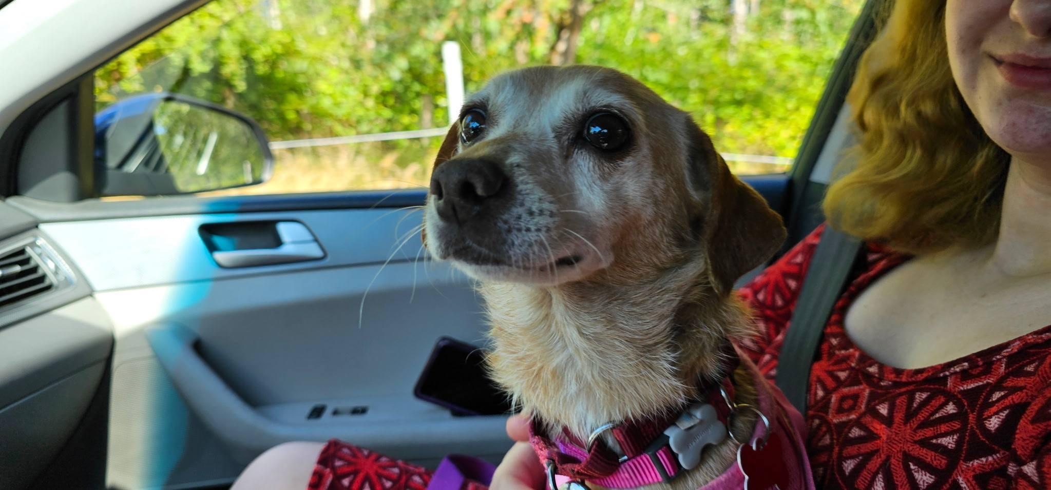 Cherokee, a Adoptable mixed breed image 4/6