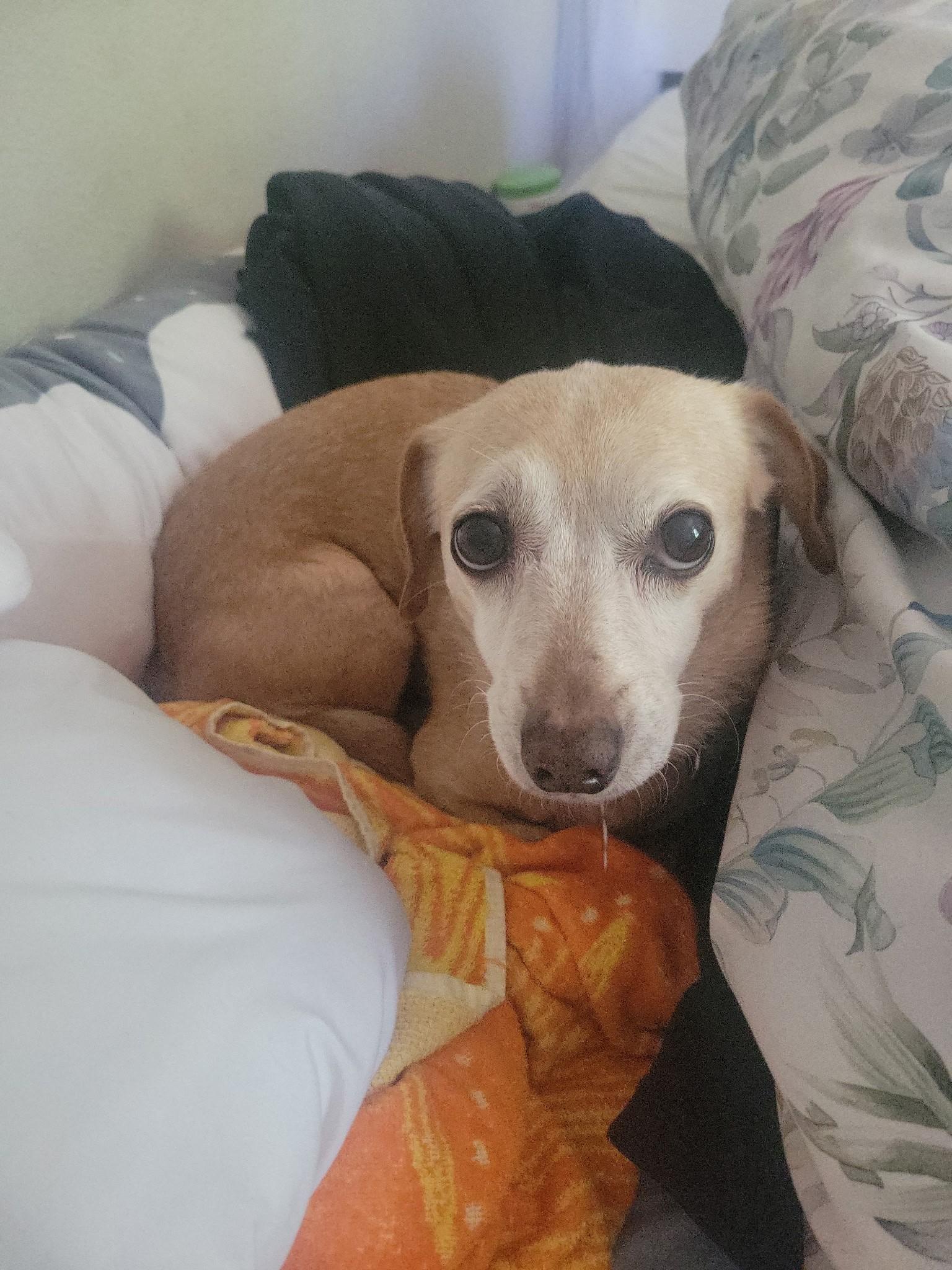 Cherokee, a Adoptable mixed breed image 6/6