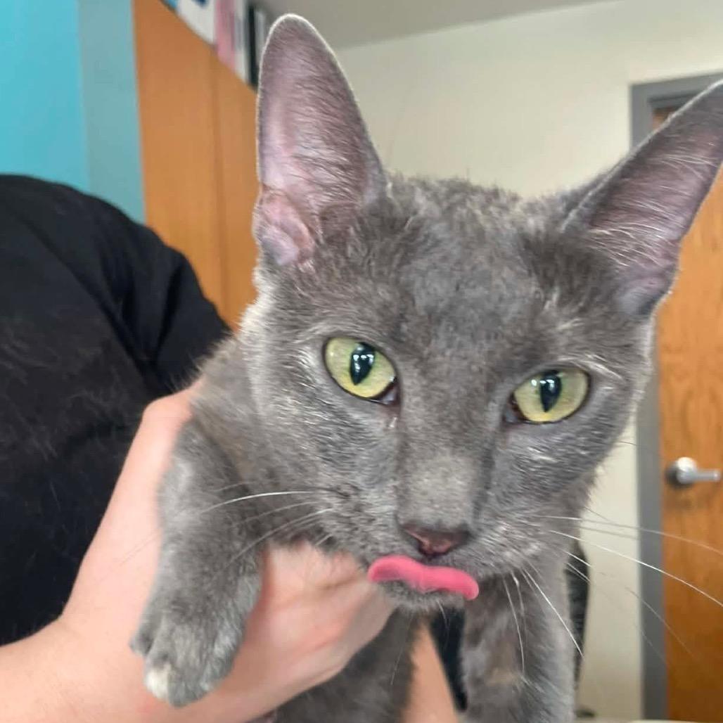 Sassy, Adoptable, Young Female Domestic Short Hair.