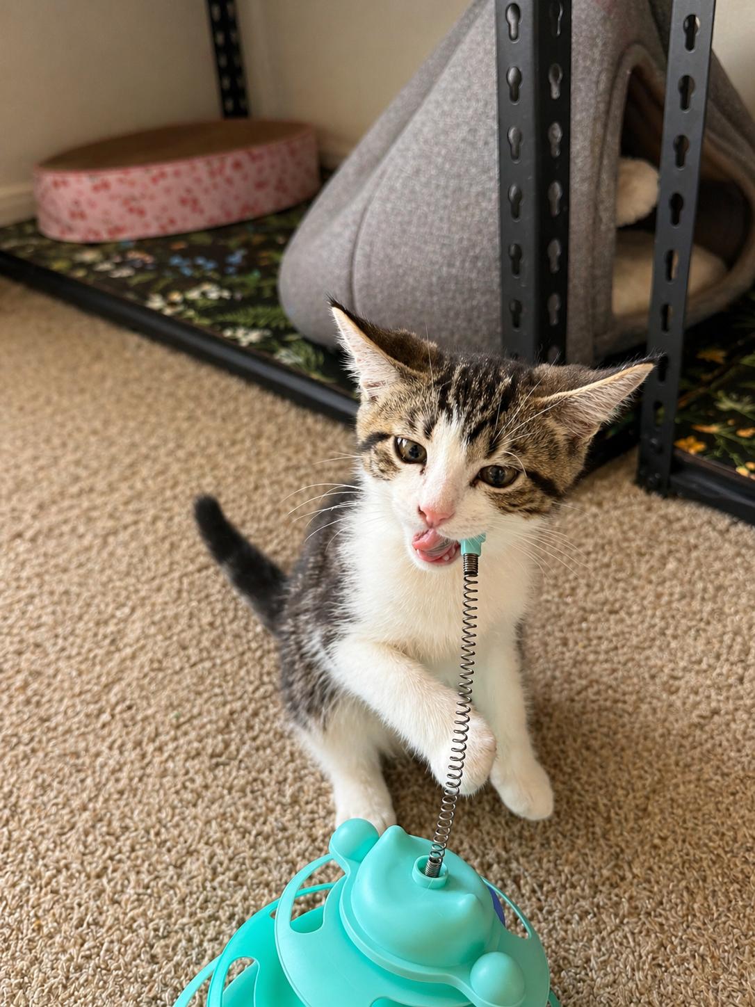 Bellini, Adoptable, Kitten Female Domestic Short Hair.