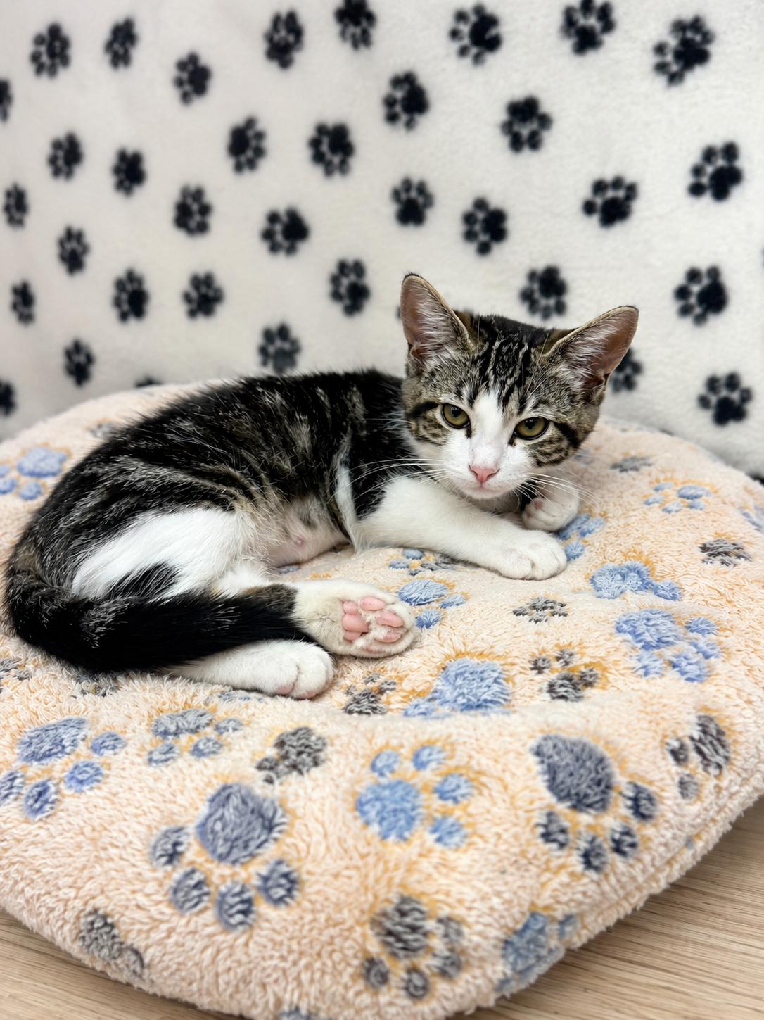 Bellini, a Adoptable Domestic Short Hair in Rio Linda, CA image 2/2