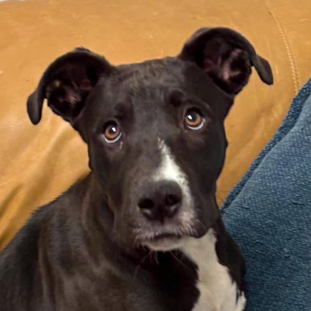 Lorellei, Adoptable, Young Female Great Dane & Mixed Breed.