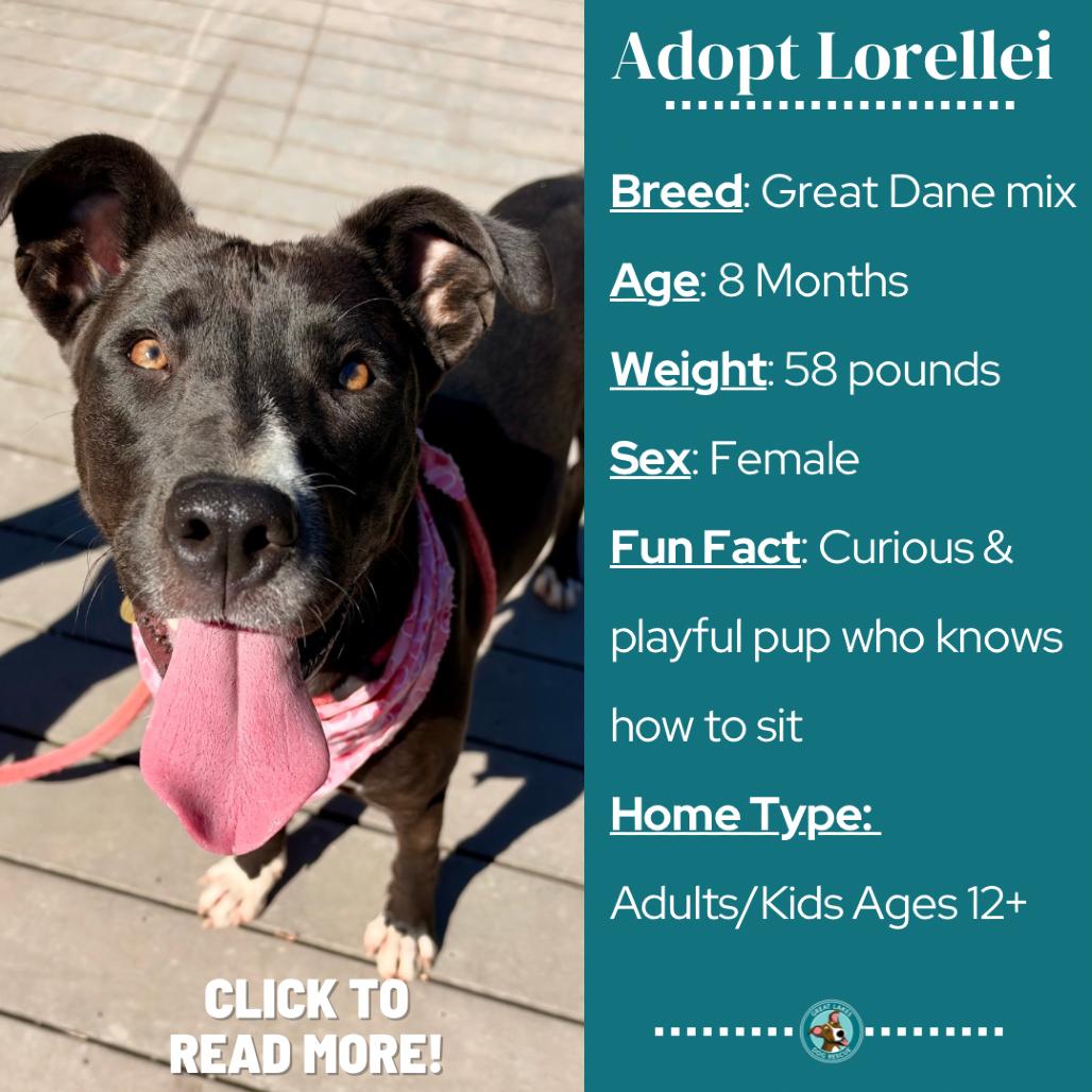 Enlarge Lorellei, a Adoptable mixed breed in Metamora, MI image 2/6